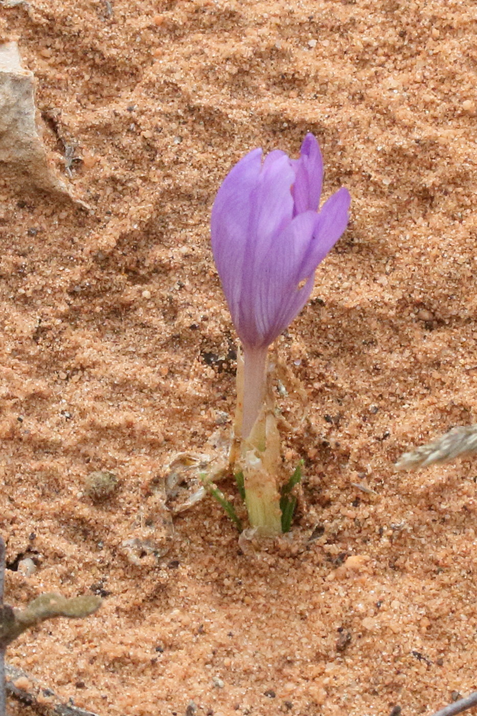 crocus_nudiflorus2md