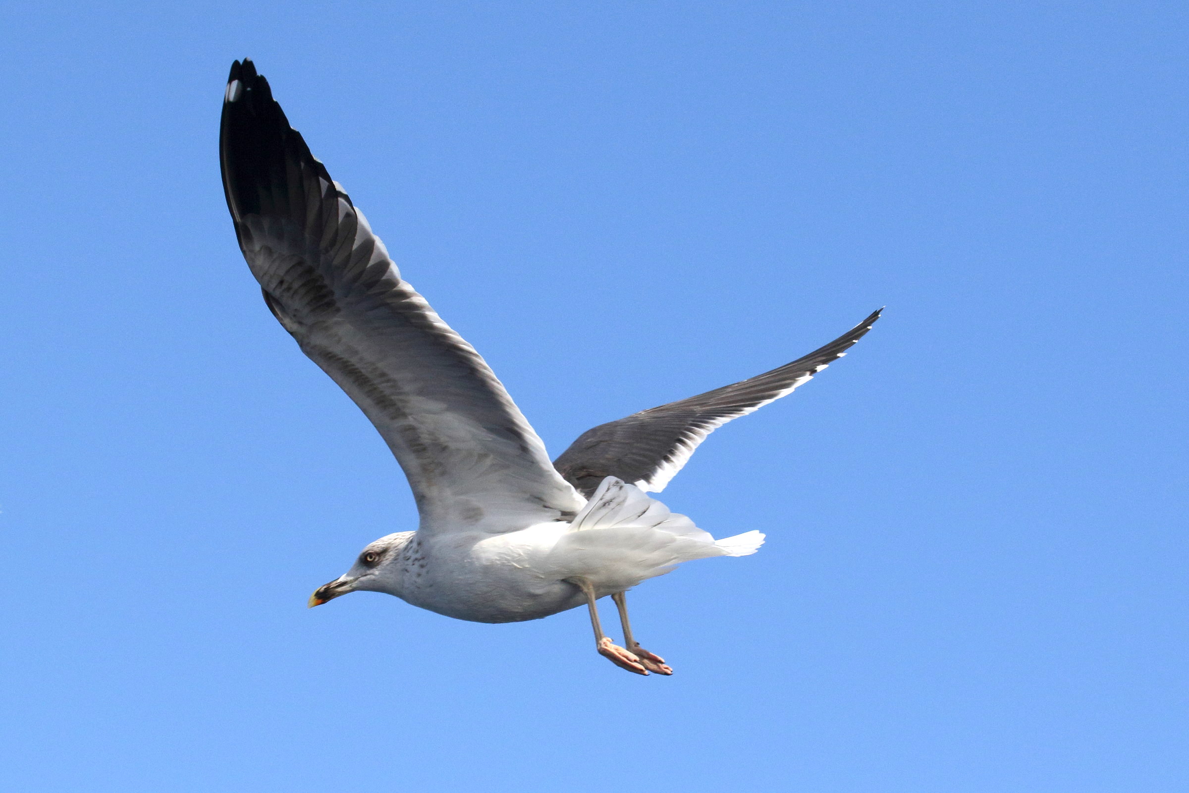 goeland_brun_-_larus_fuscus10md