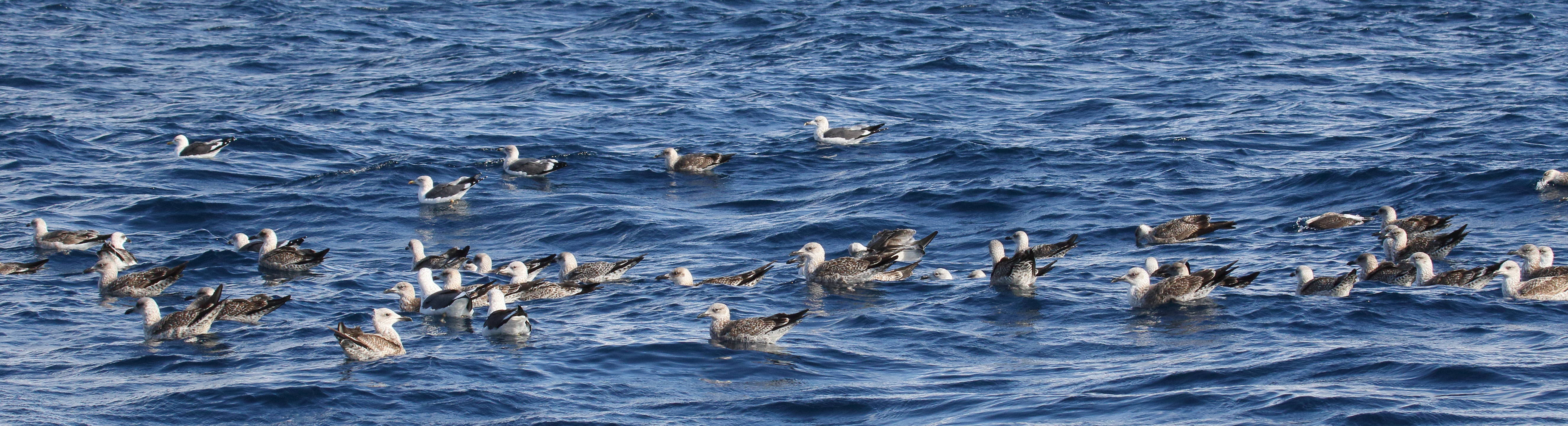 goeland_brun_-_larus_fuscus11md