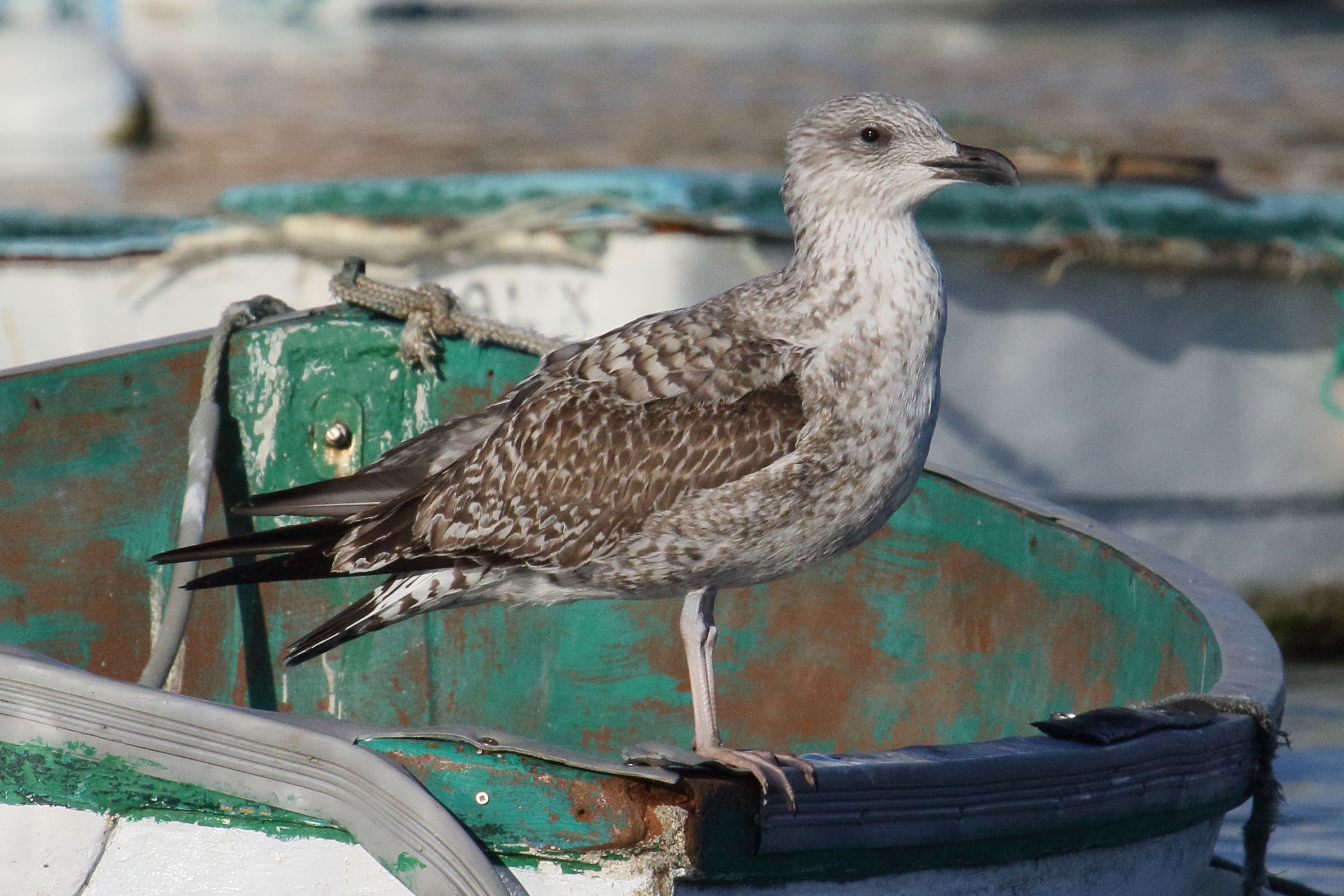 goeland_brun_-_larus_fuscus5md