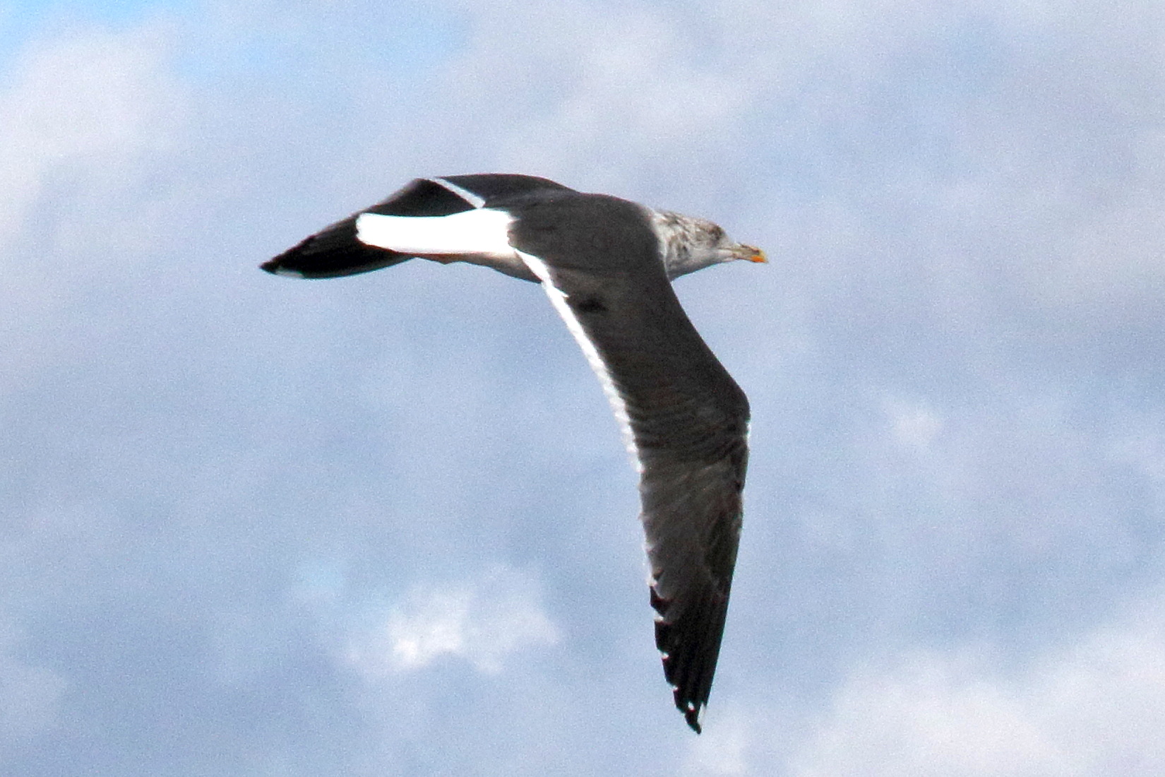 goeland_brun_-_larus_fuscus6md