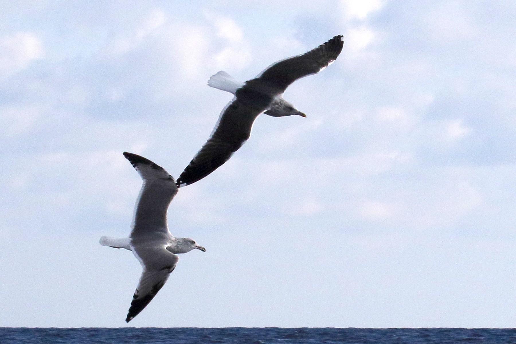 goeland_brun_-_larus_fuscus7md