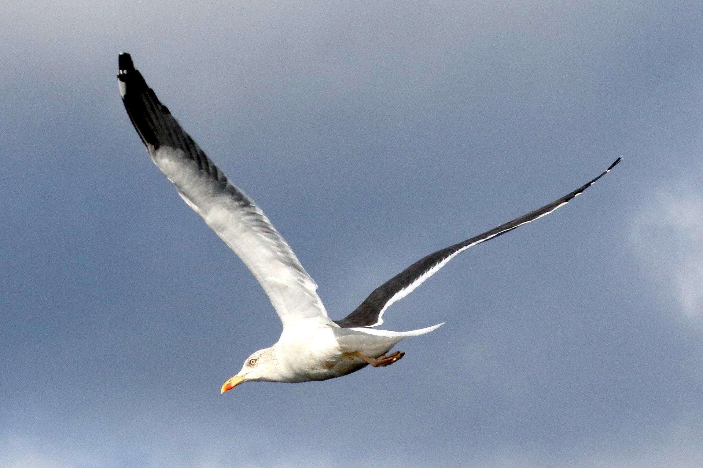 goeland_brun_-_larus_fuscus8md