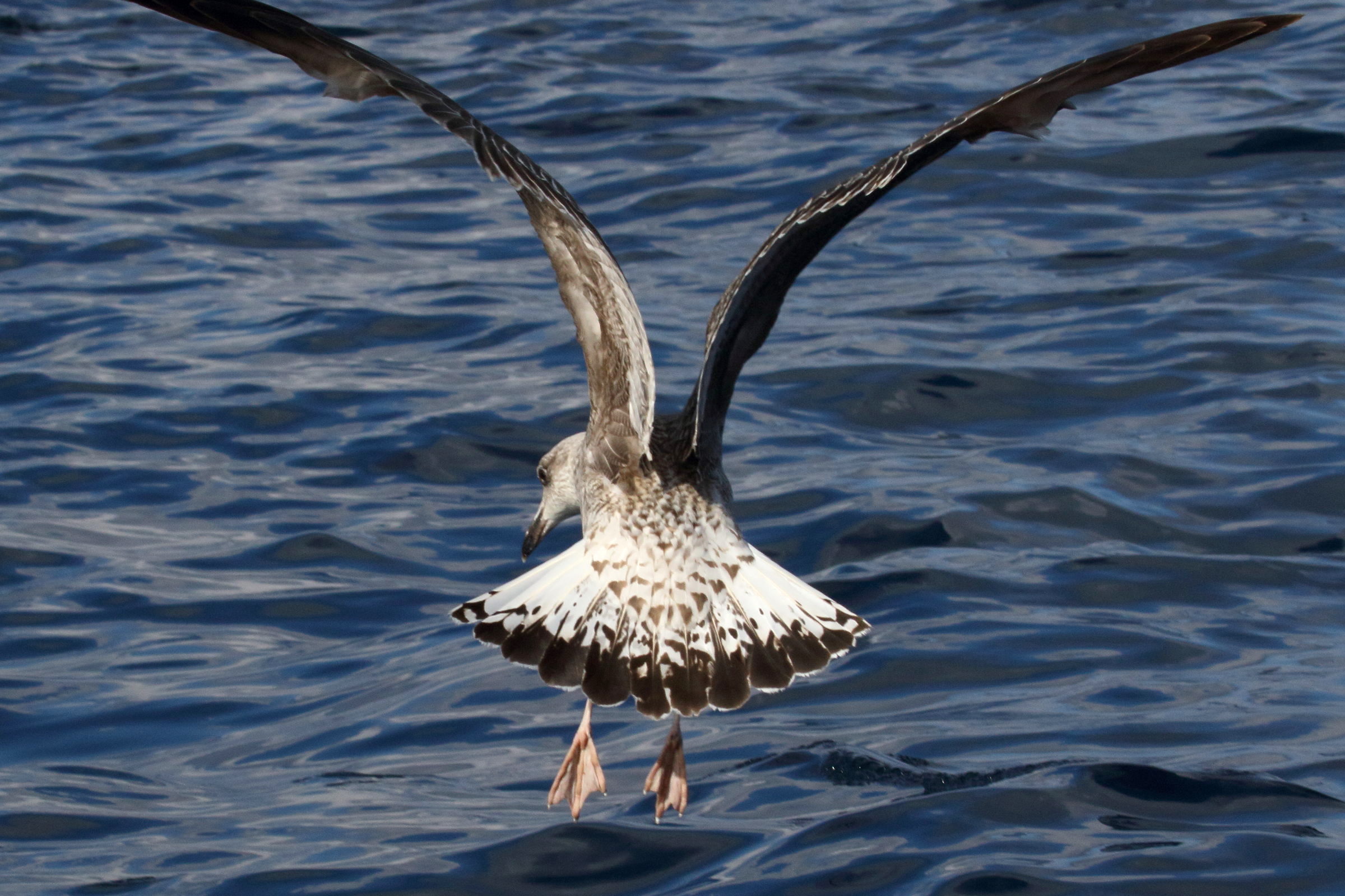 goeland_brun_-_larus_fuscus9md