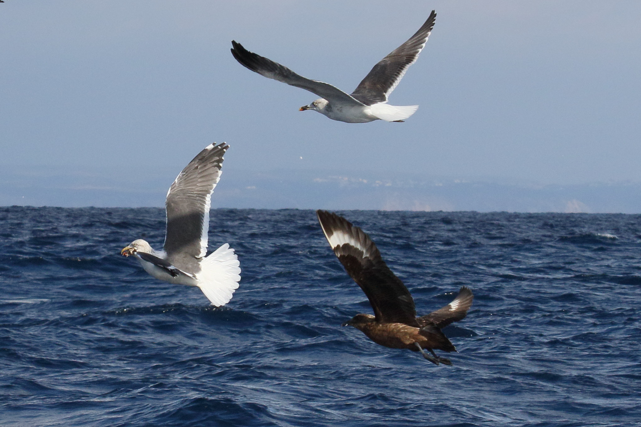 grand_labbe_-_stercorarius_skua2md