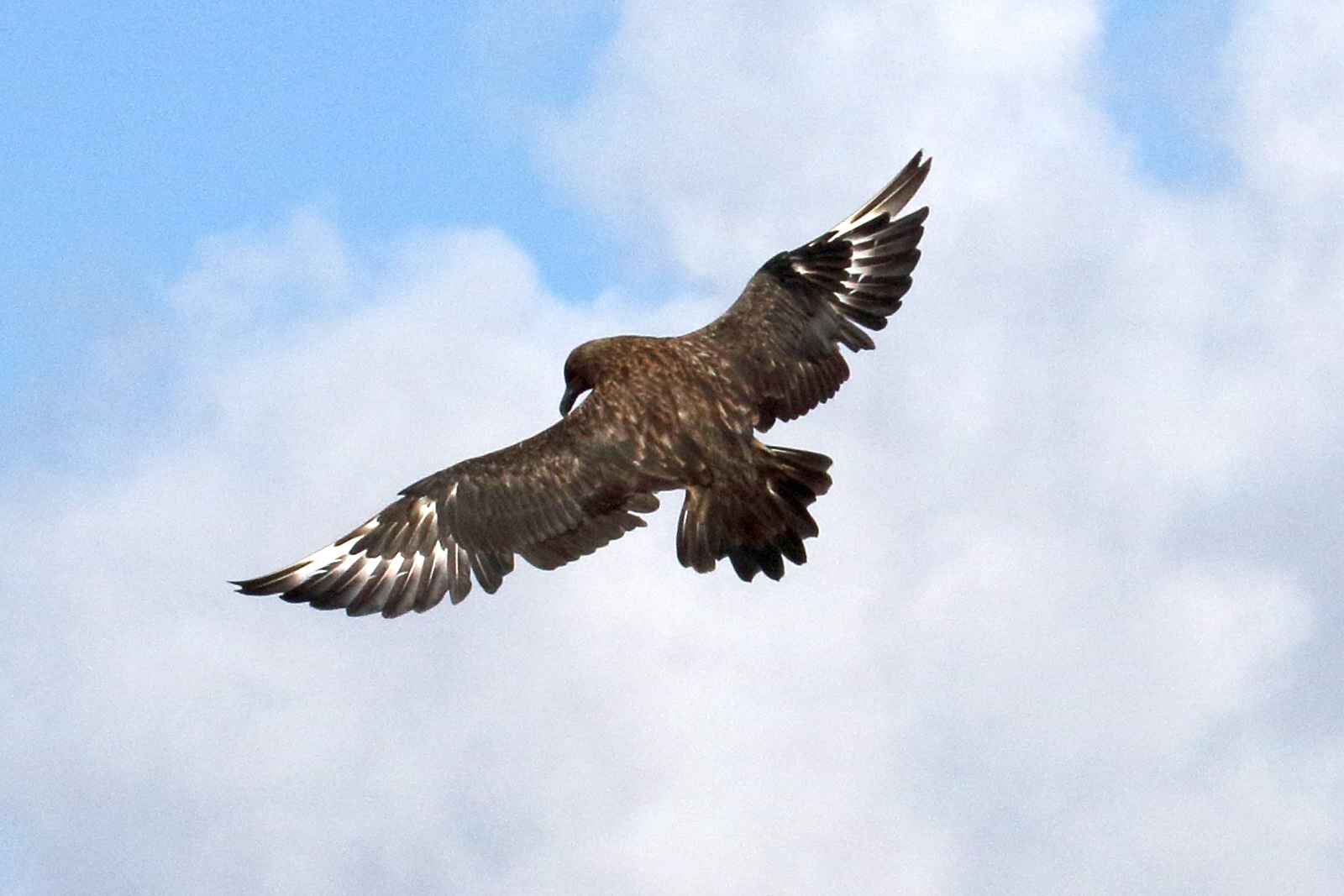 grand_labbe_-_stercorarius_skua3md