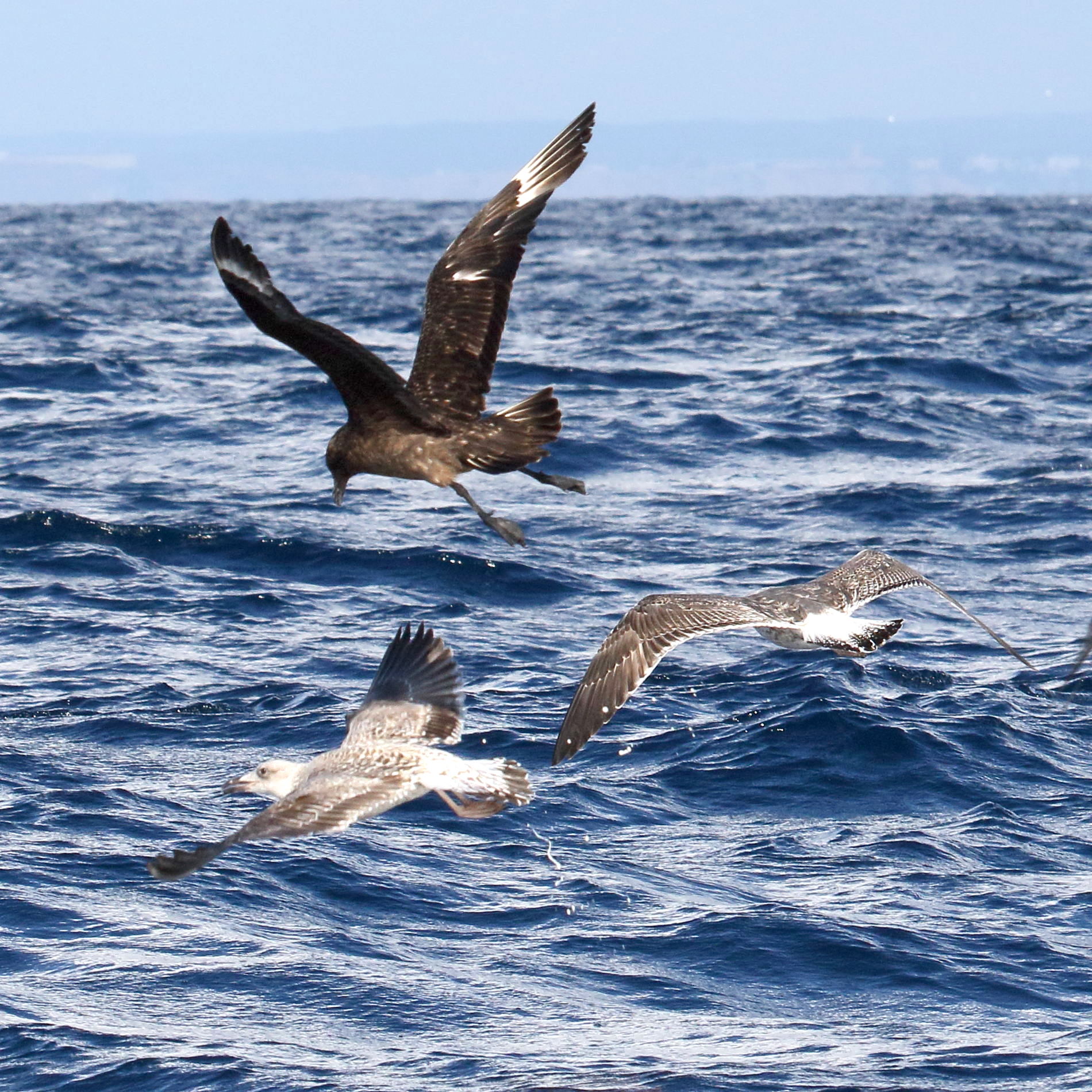 grand_labbe_-_stercorarius_skua4md