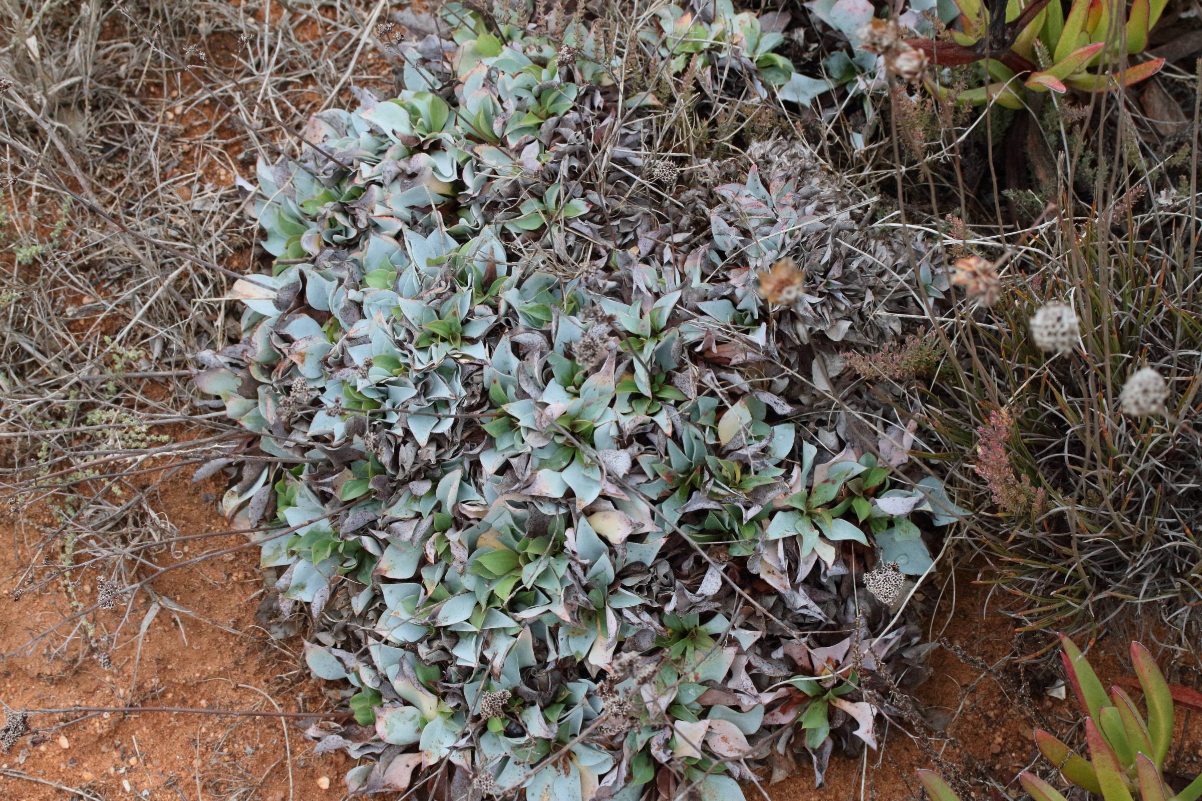 Afficher le média limonium_ovalifolium1md limonium_ovalifolium1md