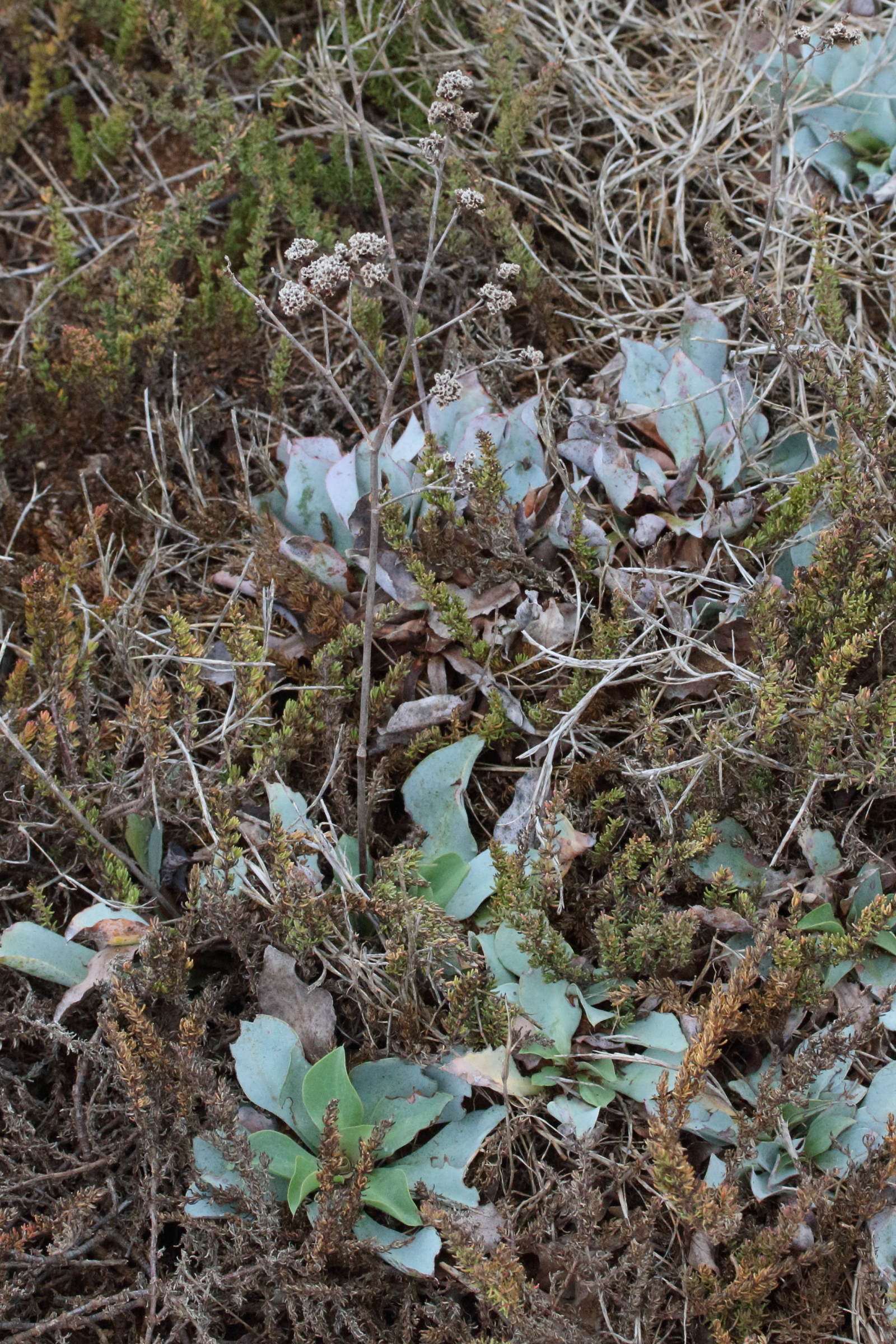 Afficher le média limonium_ovalifolium2md limonium_ovalifolium2md