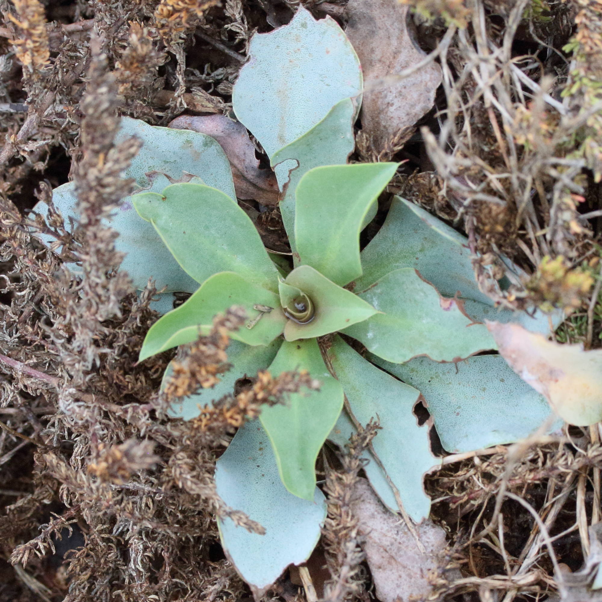 Afficher le média limonium_ovalifolium3md limonium_ovalifolium3md