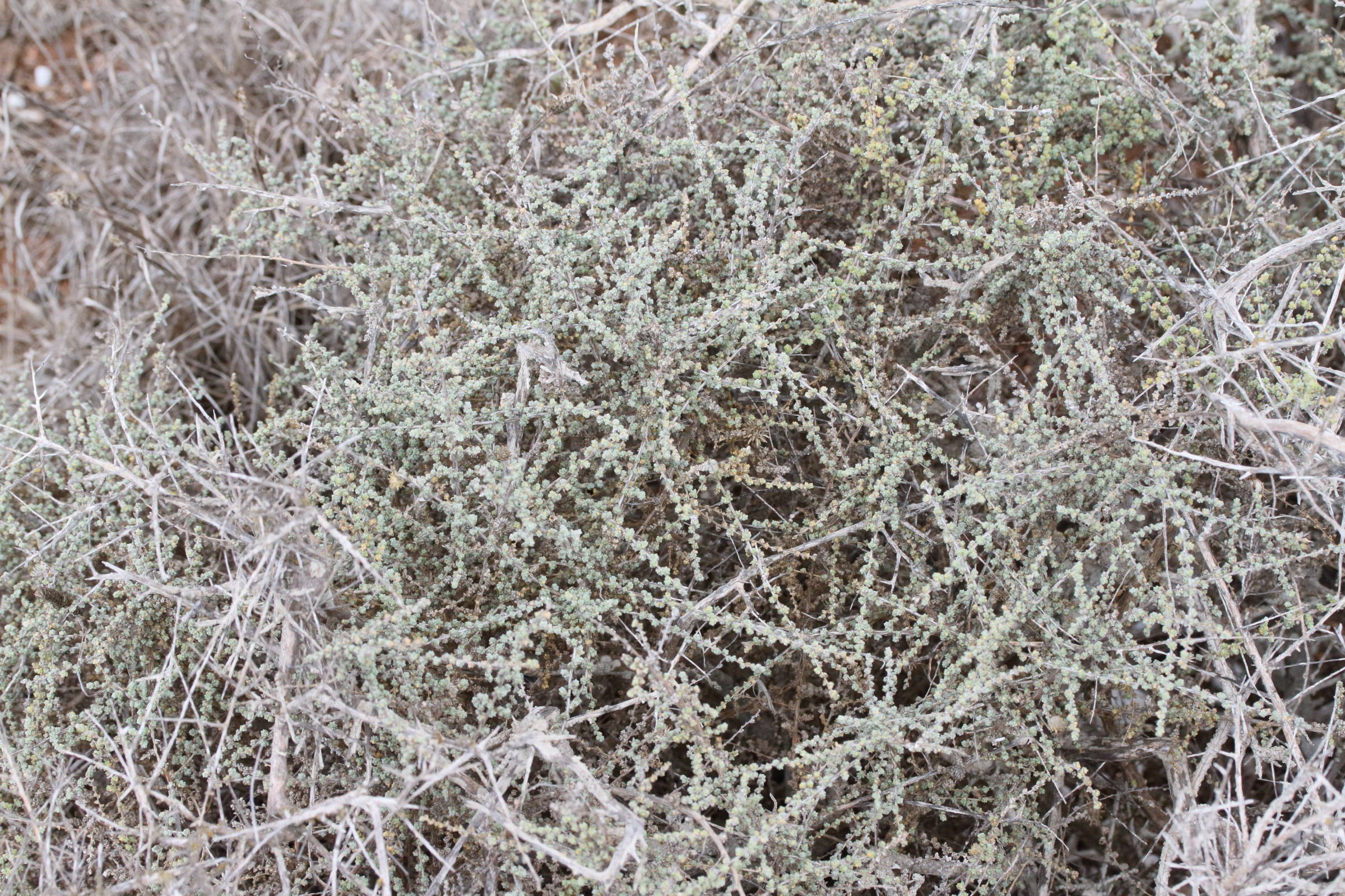 nitrosalsola_vermiculata1md