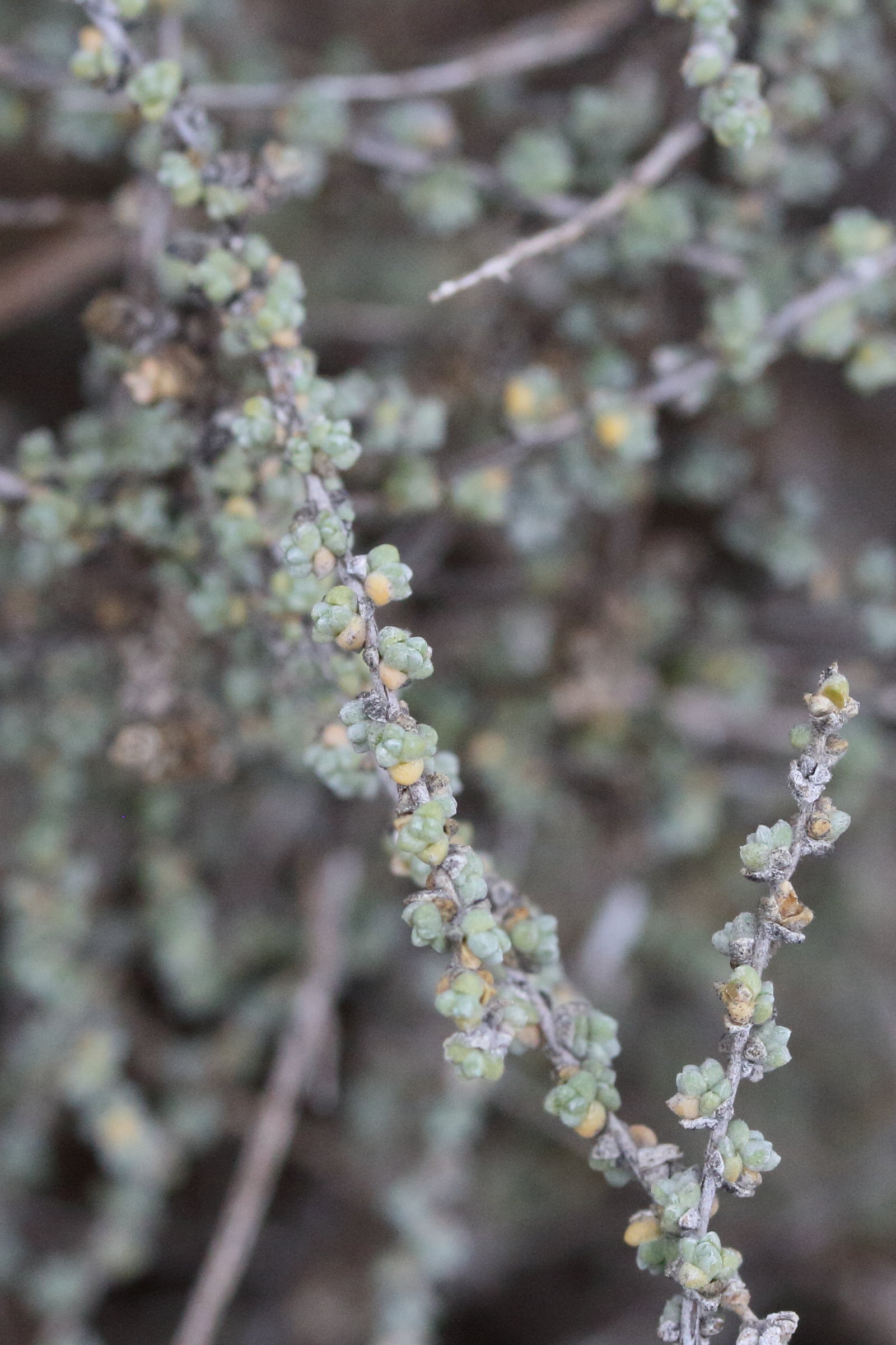 nitrosalsola_vermiculata2md