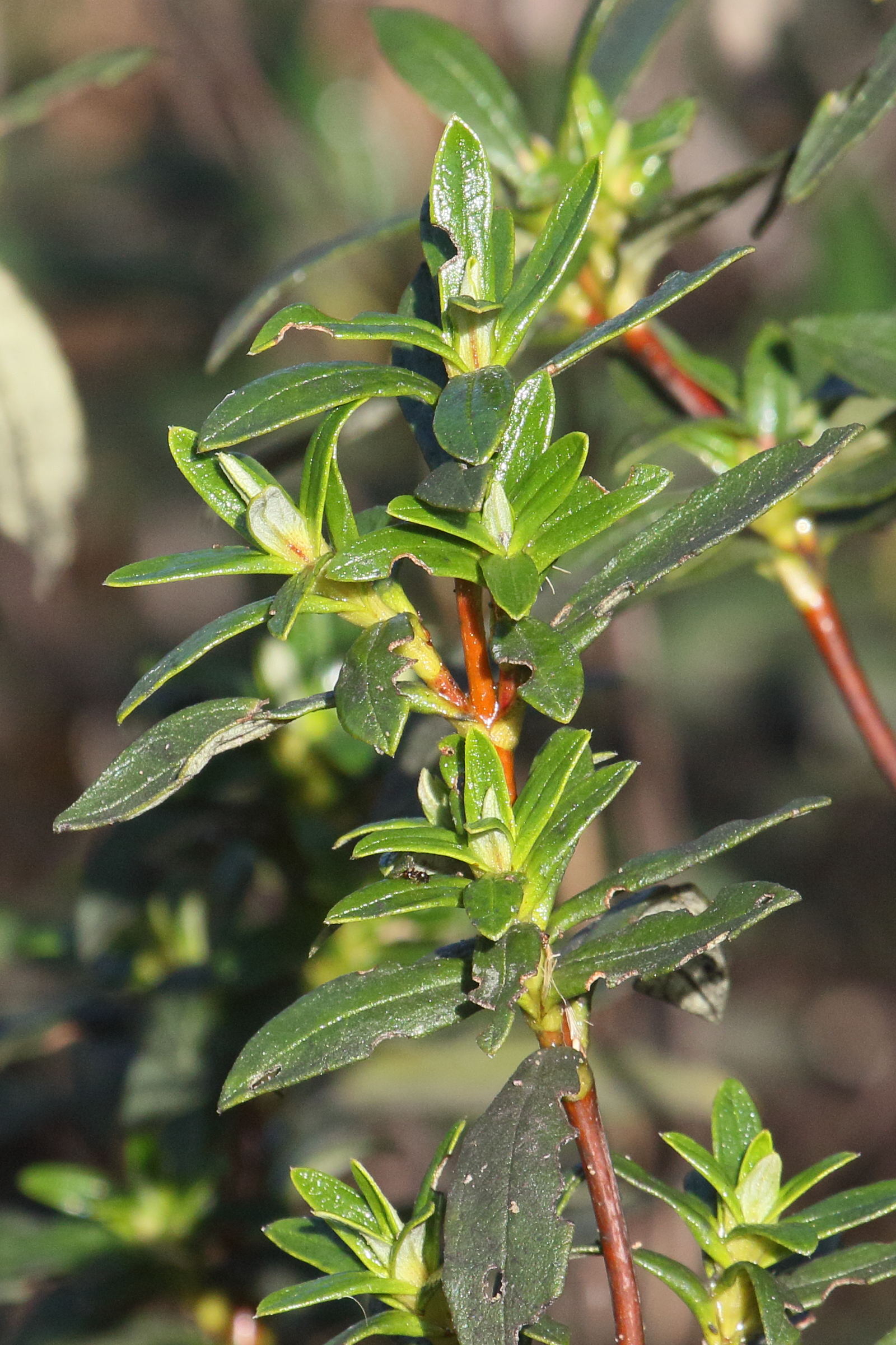 Afficher le média cistus_ladanifer4md cistus_ladanifer4md