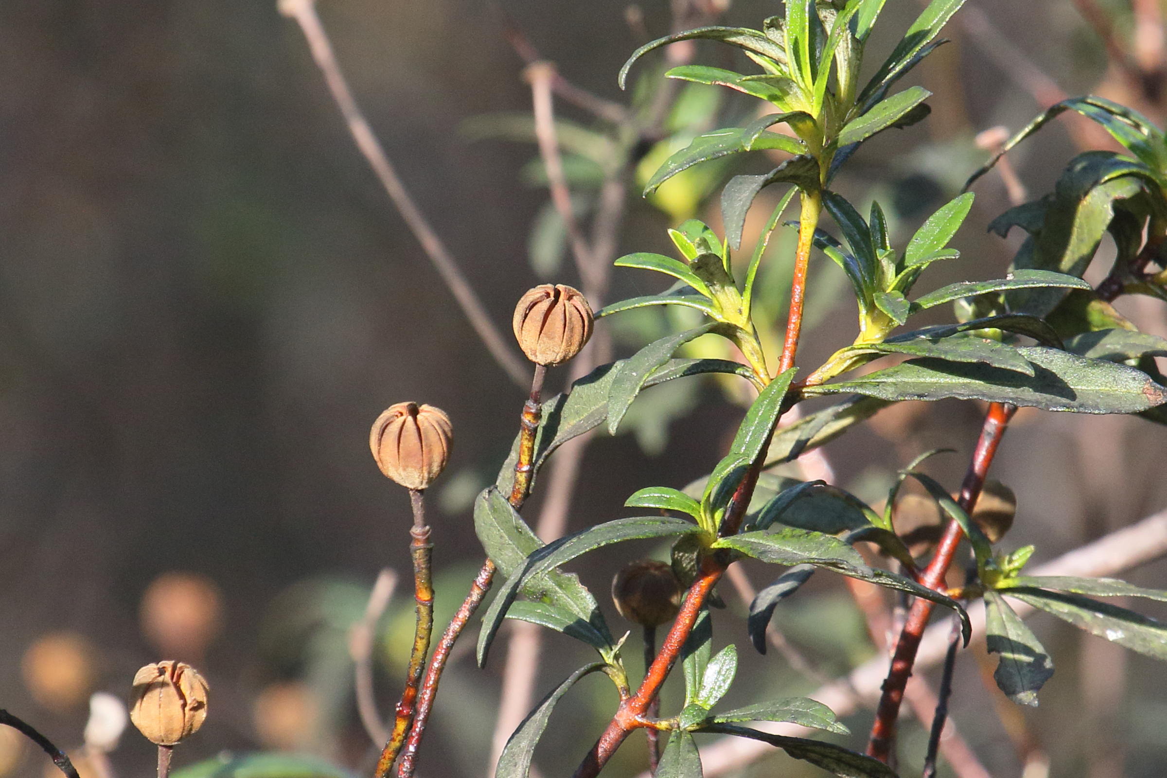 Afficher le média cistus_ladanifer5md cistus_ladanifer5md