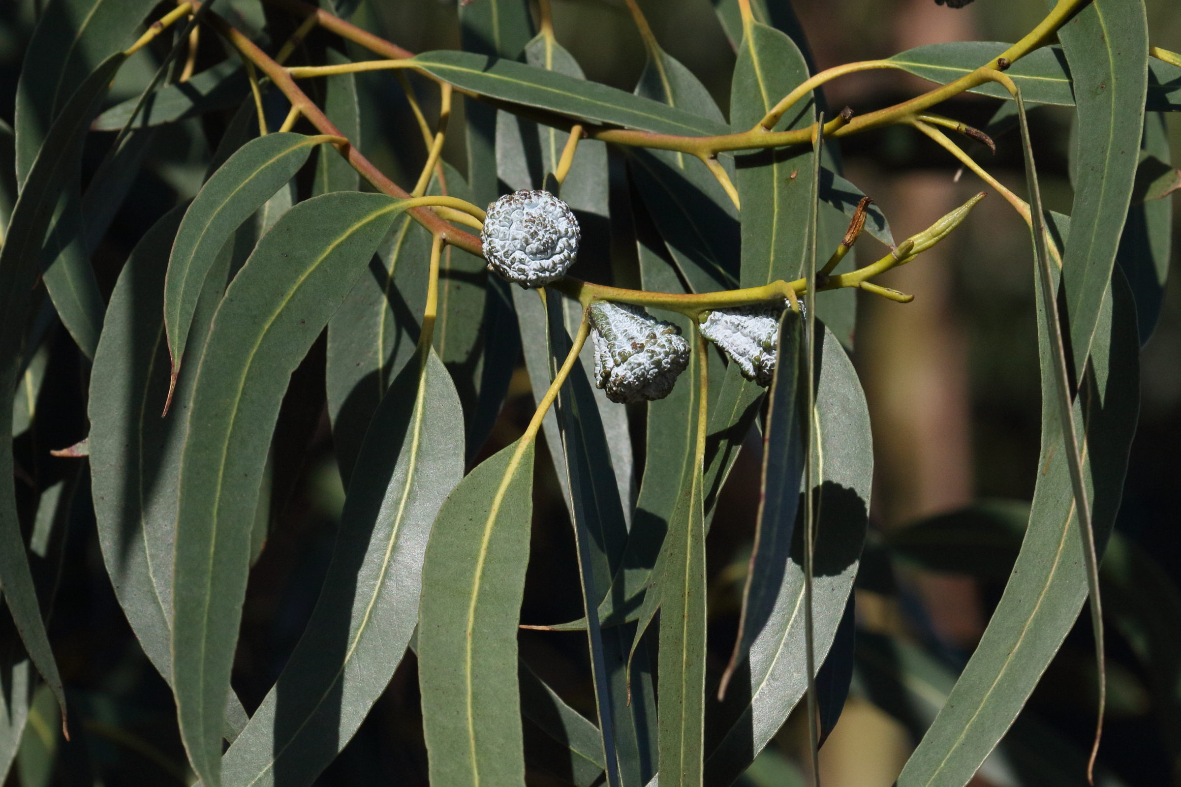 Afficher le média eucalyptus_globulus2md eucalyptus_globulus2md