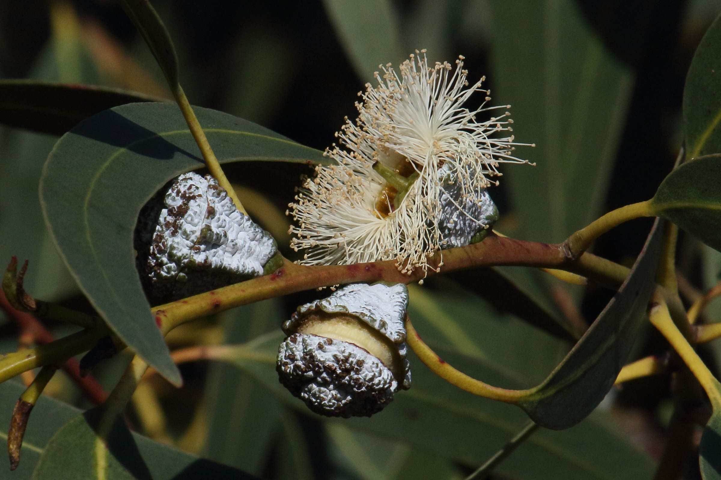 Afficher le média eucalyptus_globulus7md eucalyptus_globulus7md