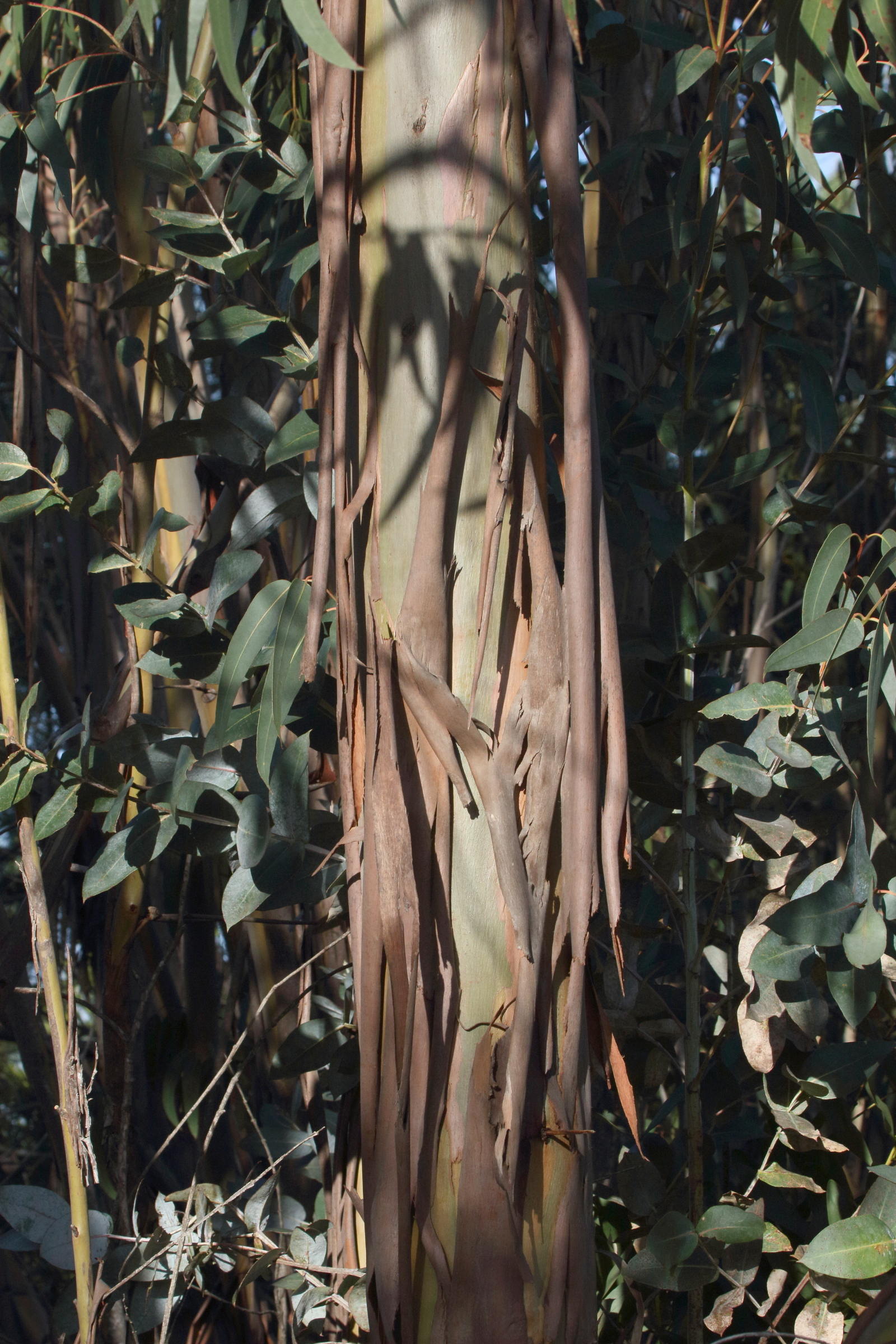 Afficher le média eucalyptus_globulus8md eucalyptus_globulus8md