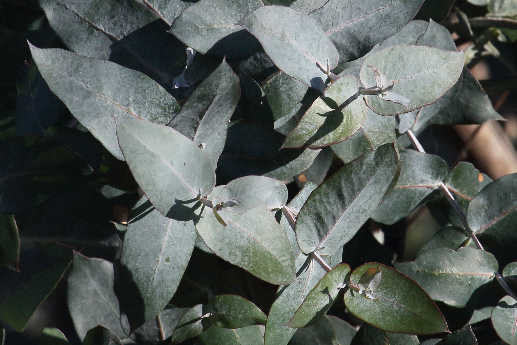 Afficher le média eucalyptus_globulus9md eucalyptus_globulus9md