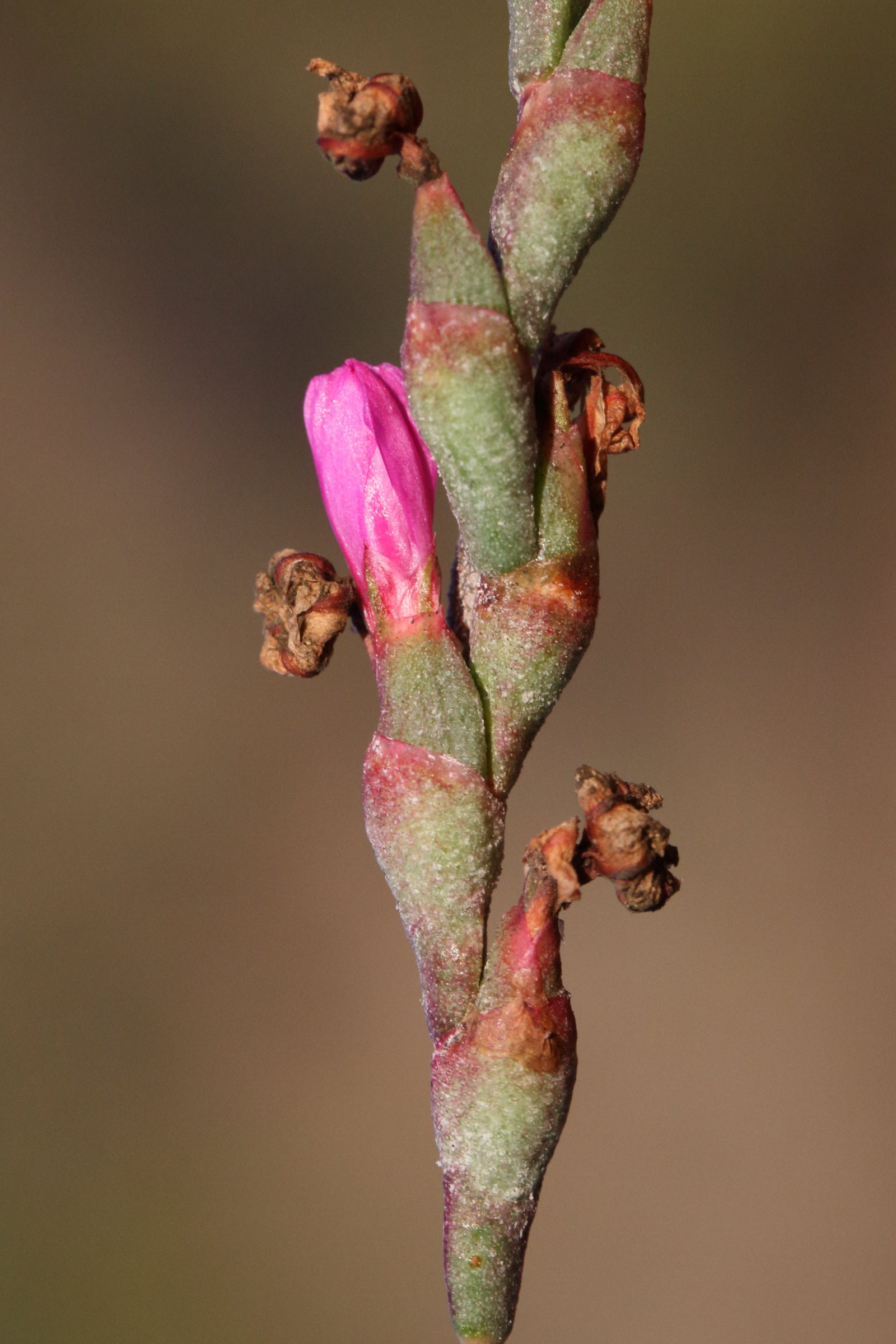 Afficher le média limoniastrum_monopetalummd limoniastrum_monopetalummd