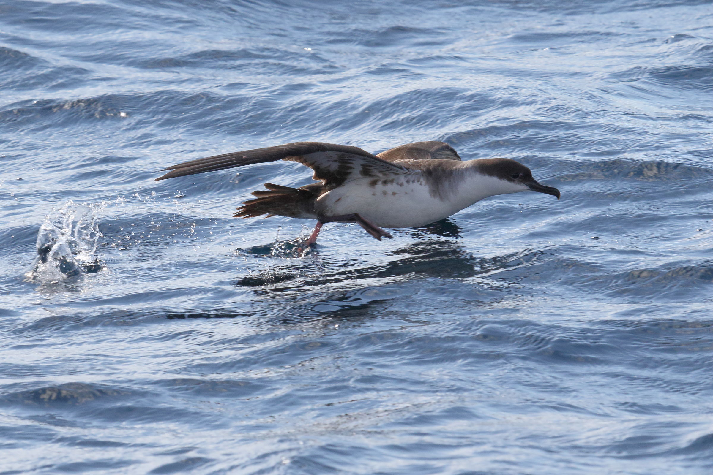 puffin_majeur_-_ardenna_gravis1md