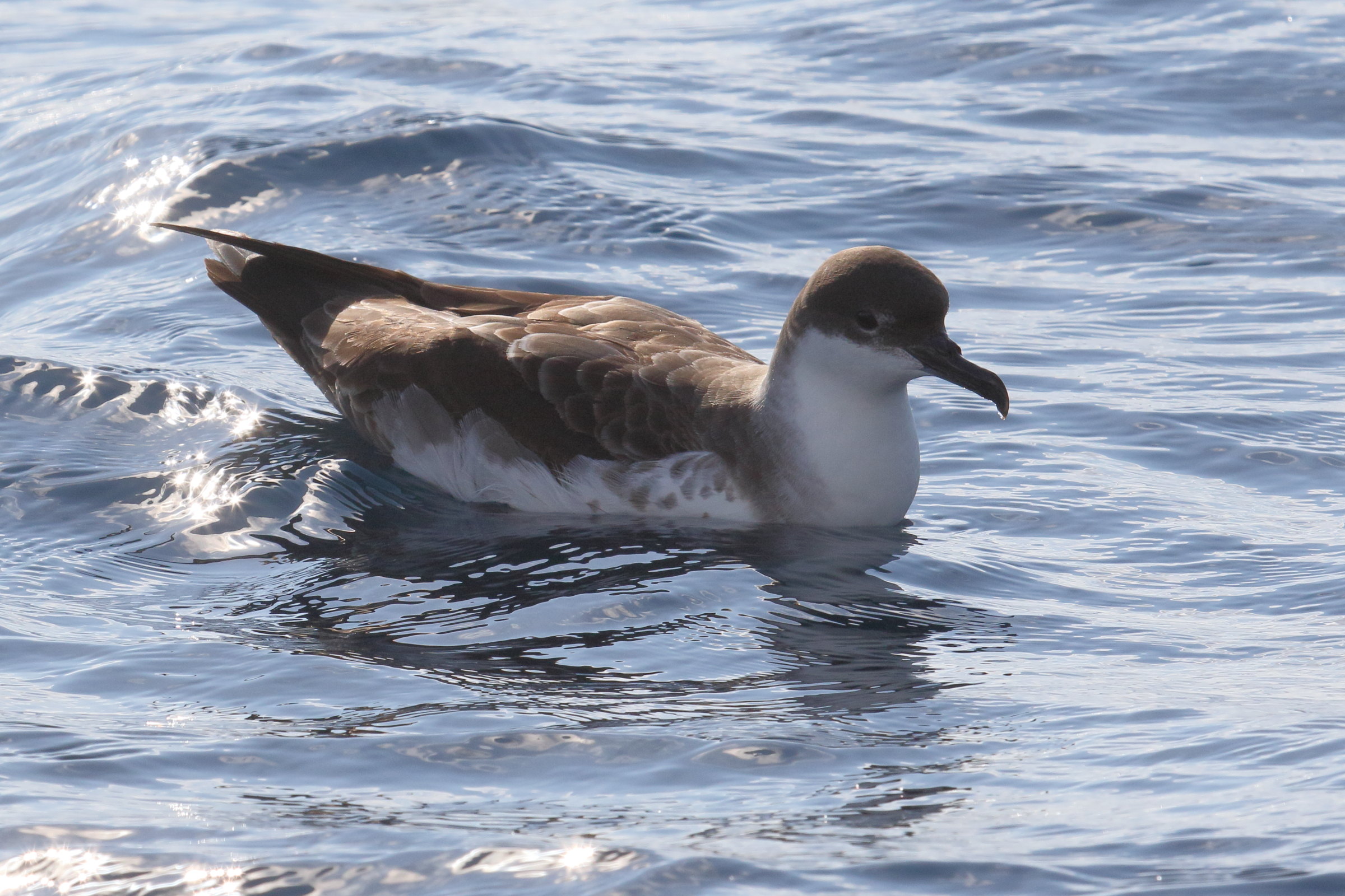 puffin_majeur_-_ardenna_gravis2md