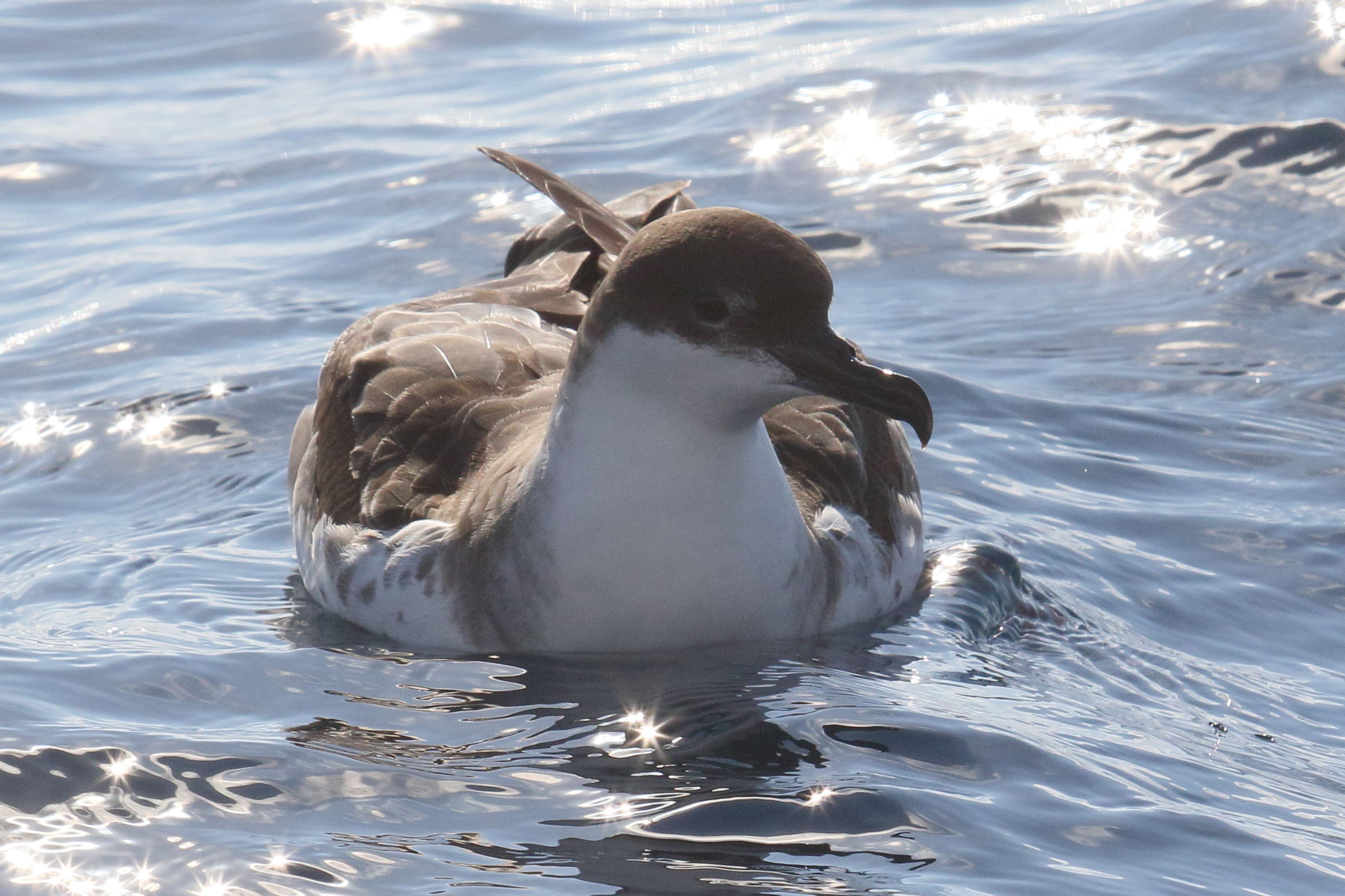 puffin_majeur_-_ardenna_gravis3md