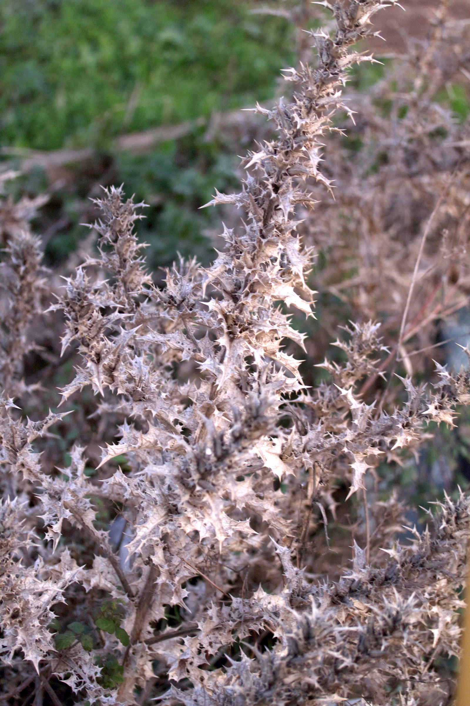 Afficher le média scolymus_hispanicus5md scolymus_hispanicus5md