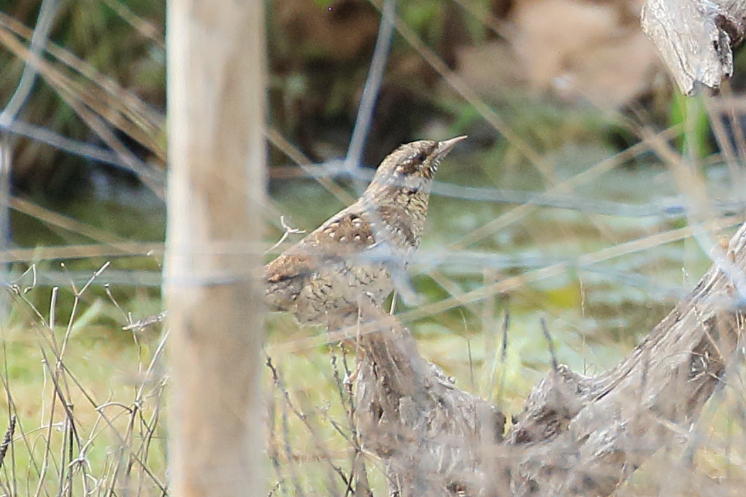 torcol_fourmilier_-_jynx_torquilla1bd