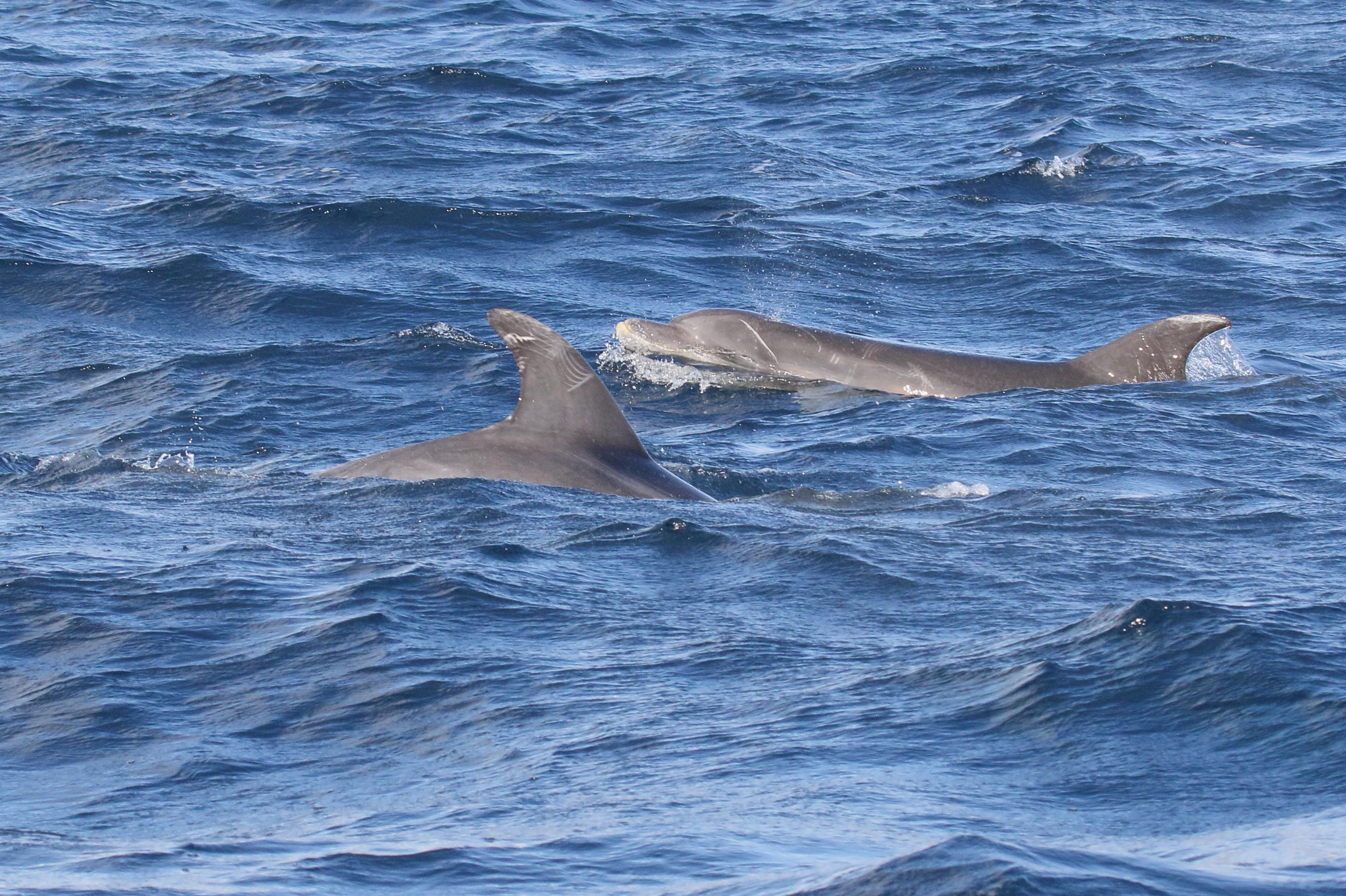 Afficher le média tursiops_truncatus1md tursiops_truncatus1md