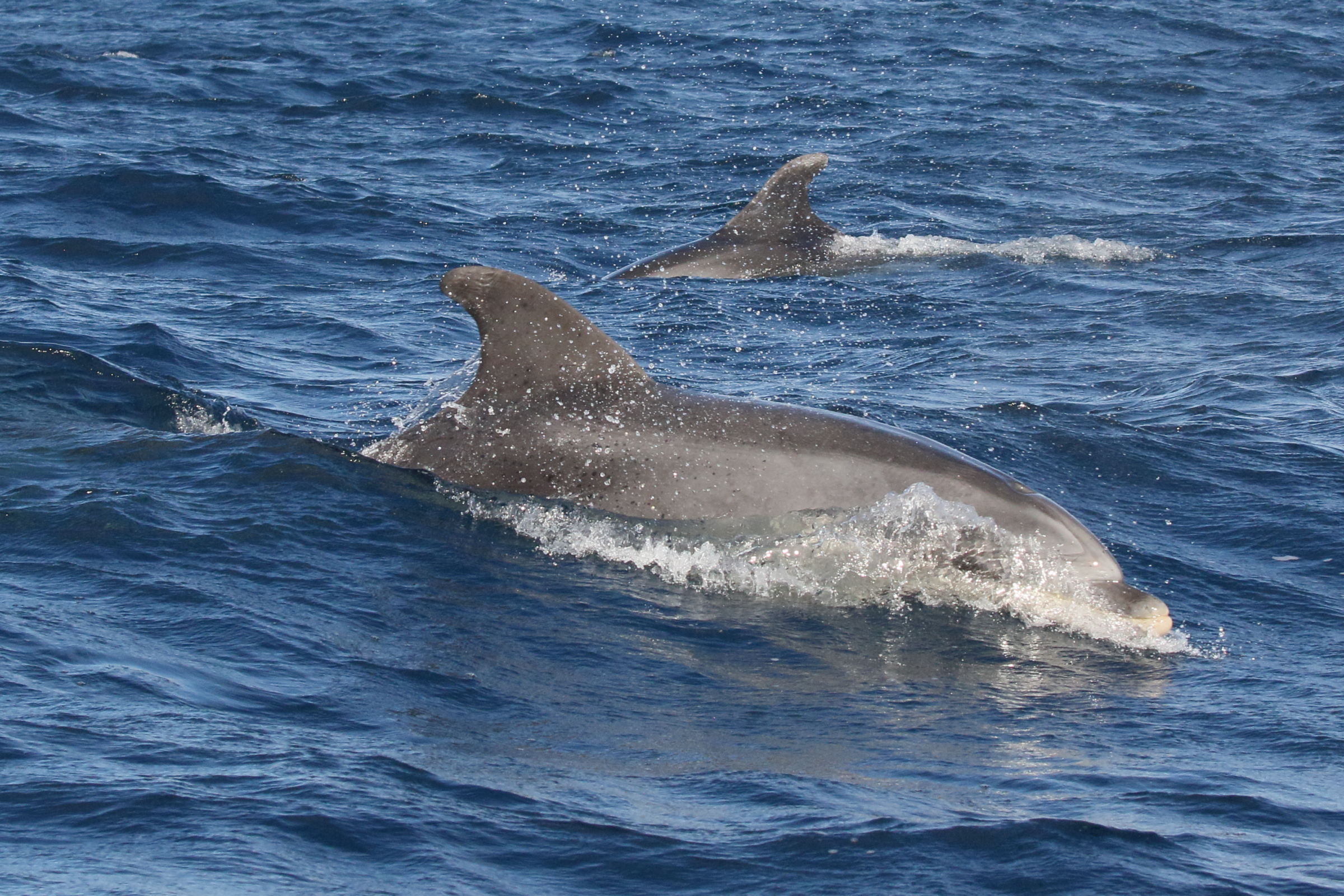 Afficher le média tursiops_truncatus2bd tursiops_truncatus2bd