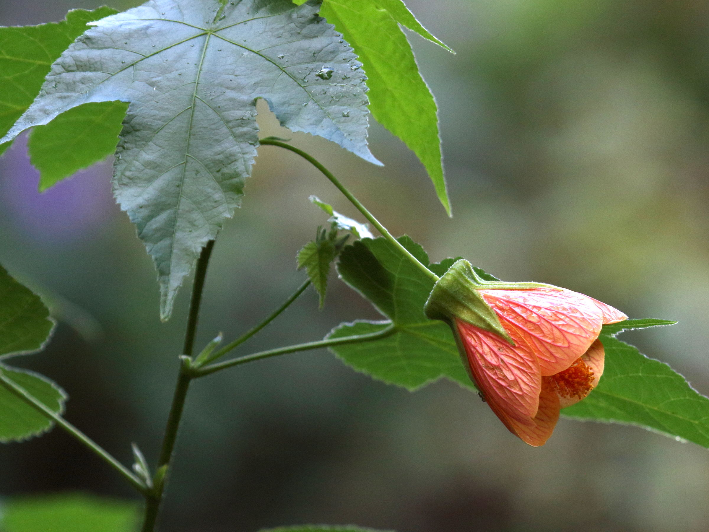 abutilon_striatum3md