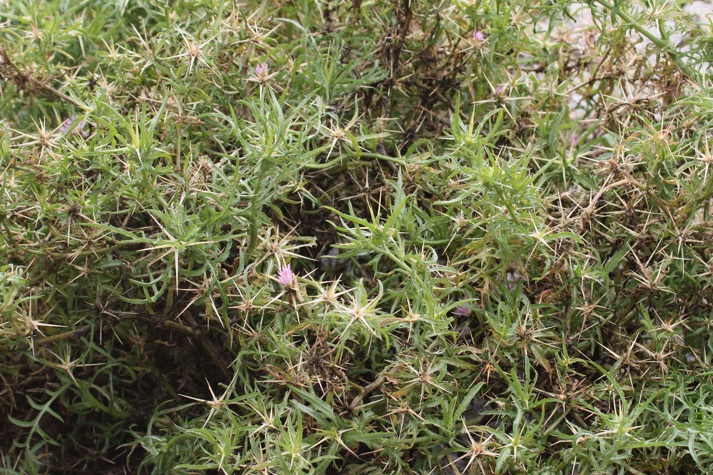 centaurea_calcitrapa4md