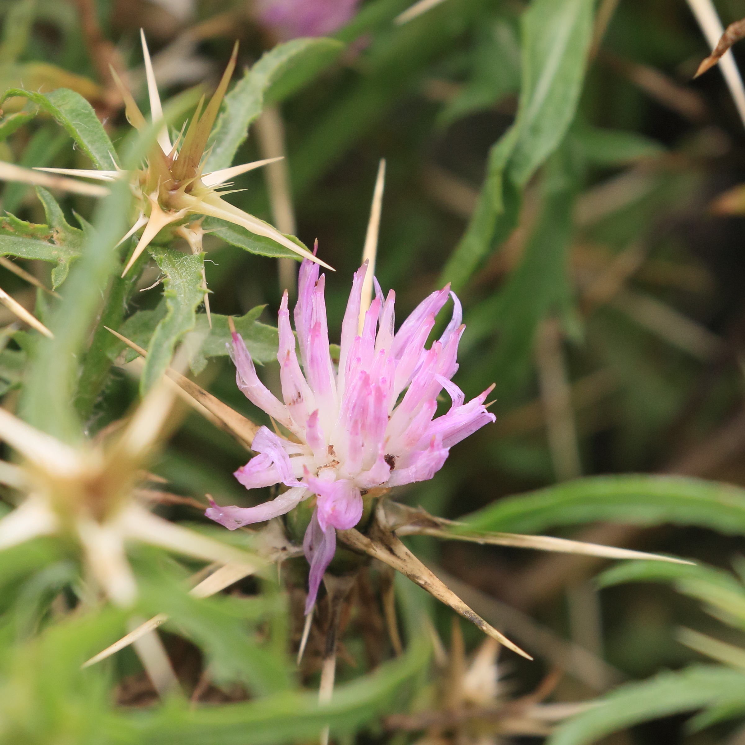 centaurea_calcitrapa5bd