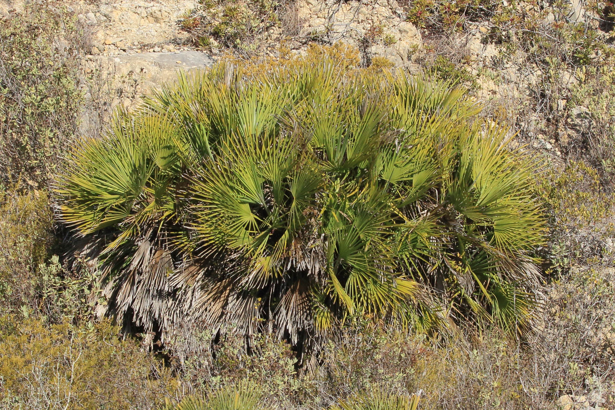 Afficher le média chamaerops_humilis4bd chamaerops_humilis4bd