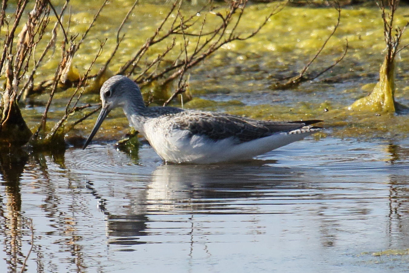 chevalier_aboyeur_-_tringa_nebularia11md