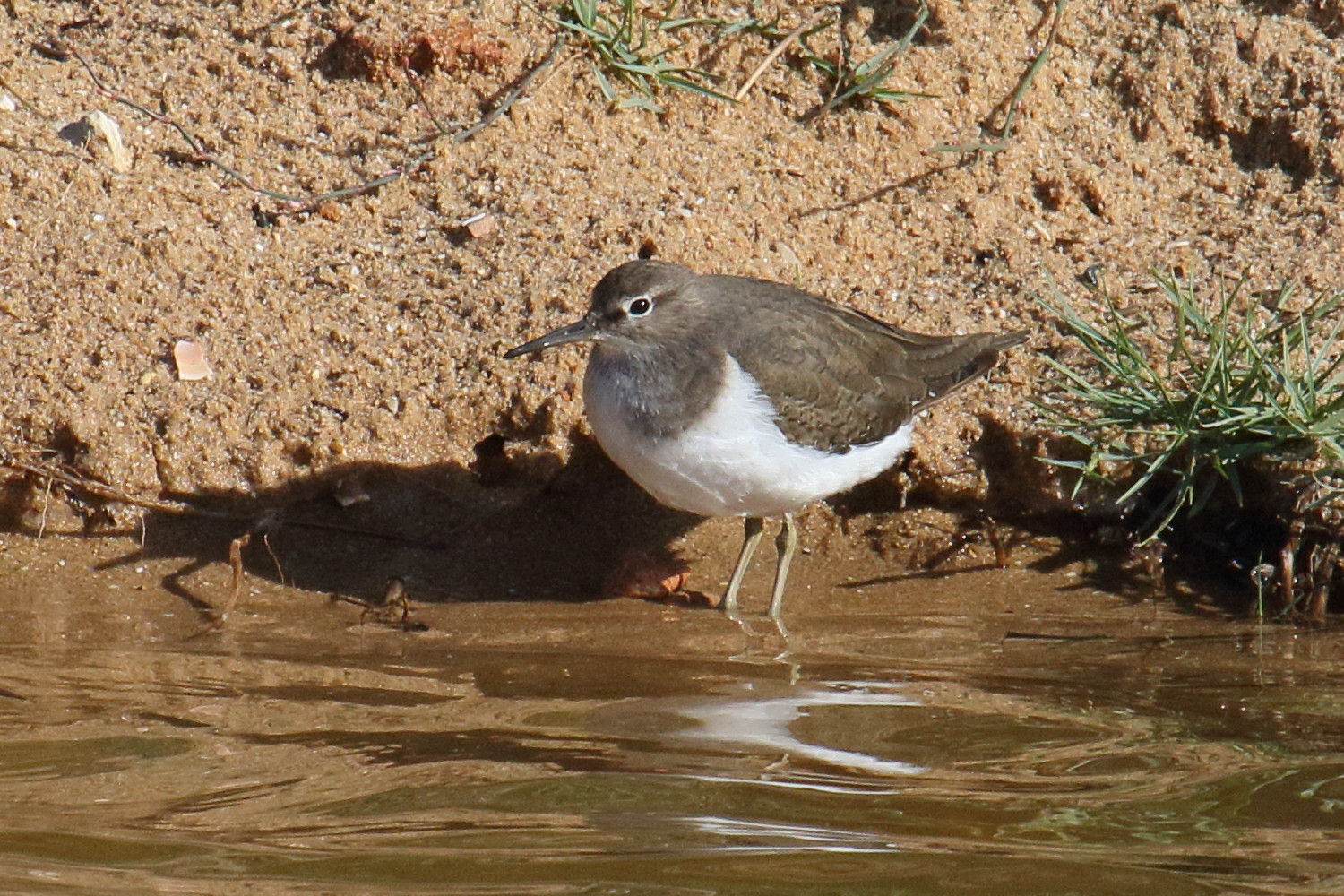 chevalier_guignette_-_actitis_hypoleucos6md