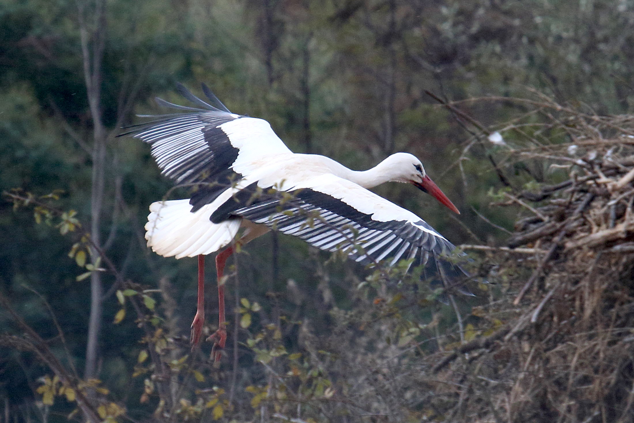 cigogne_blanche_-_cicinia_ciconia6md