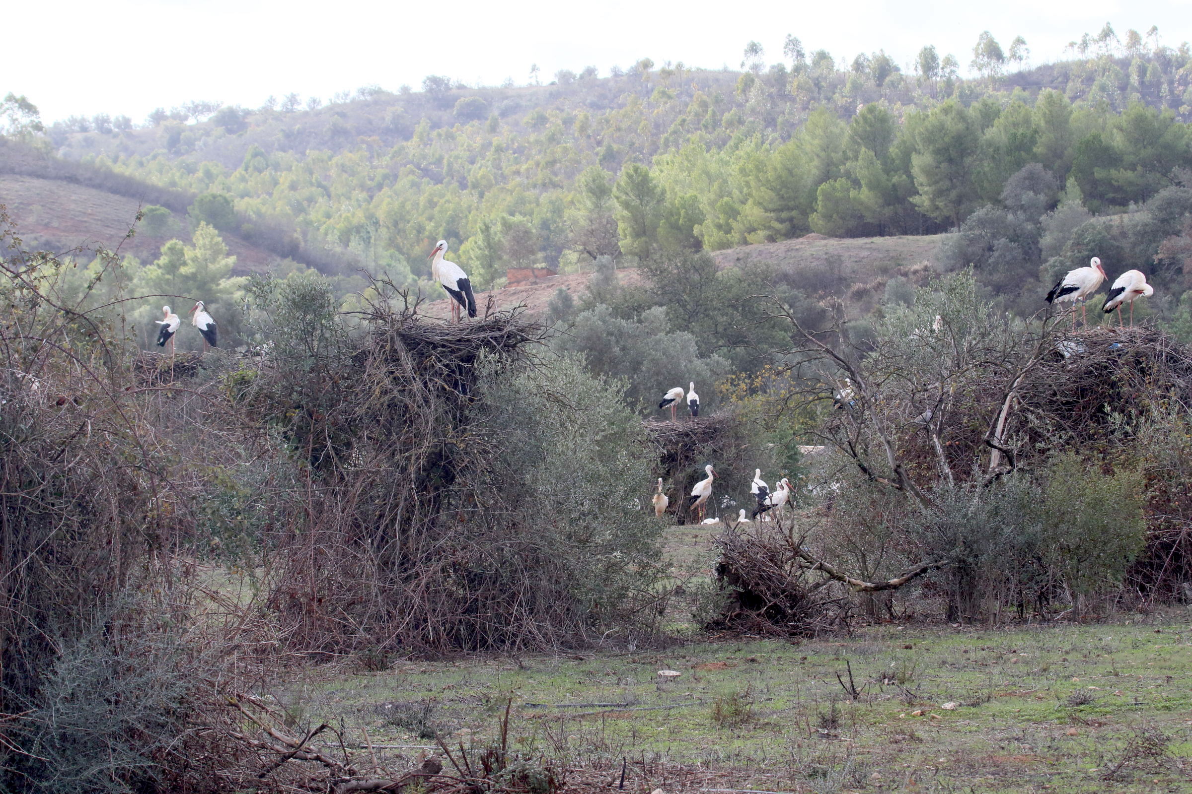 cigogne_blanche_-_cicinia_ciconia8md
