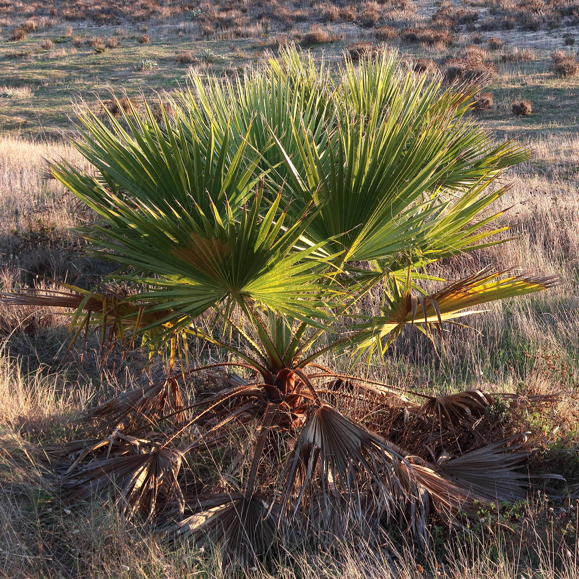 Afficher le média washingtonia_robusta7md washingtonia_robusta7md