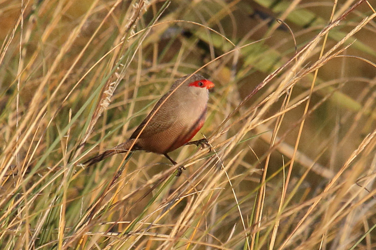 astrild_ondule_-_estrilda_astrild6md