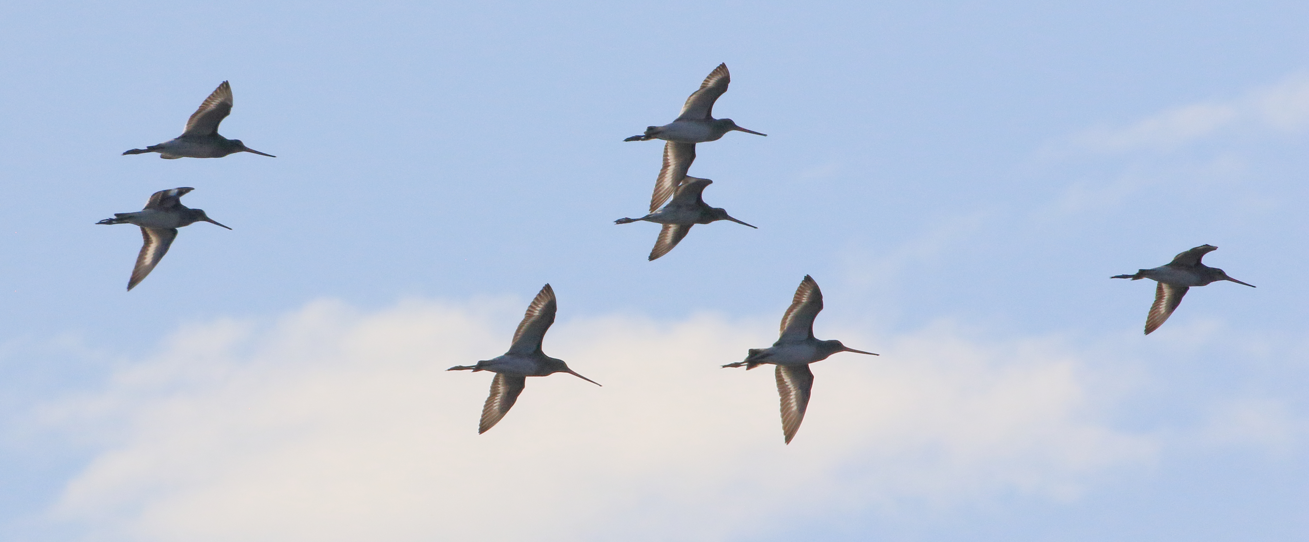 barge_a_queue_noire_-_limosa_limosa7bd