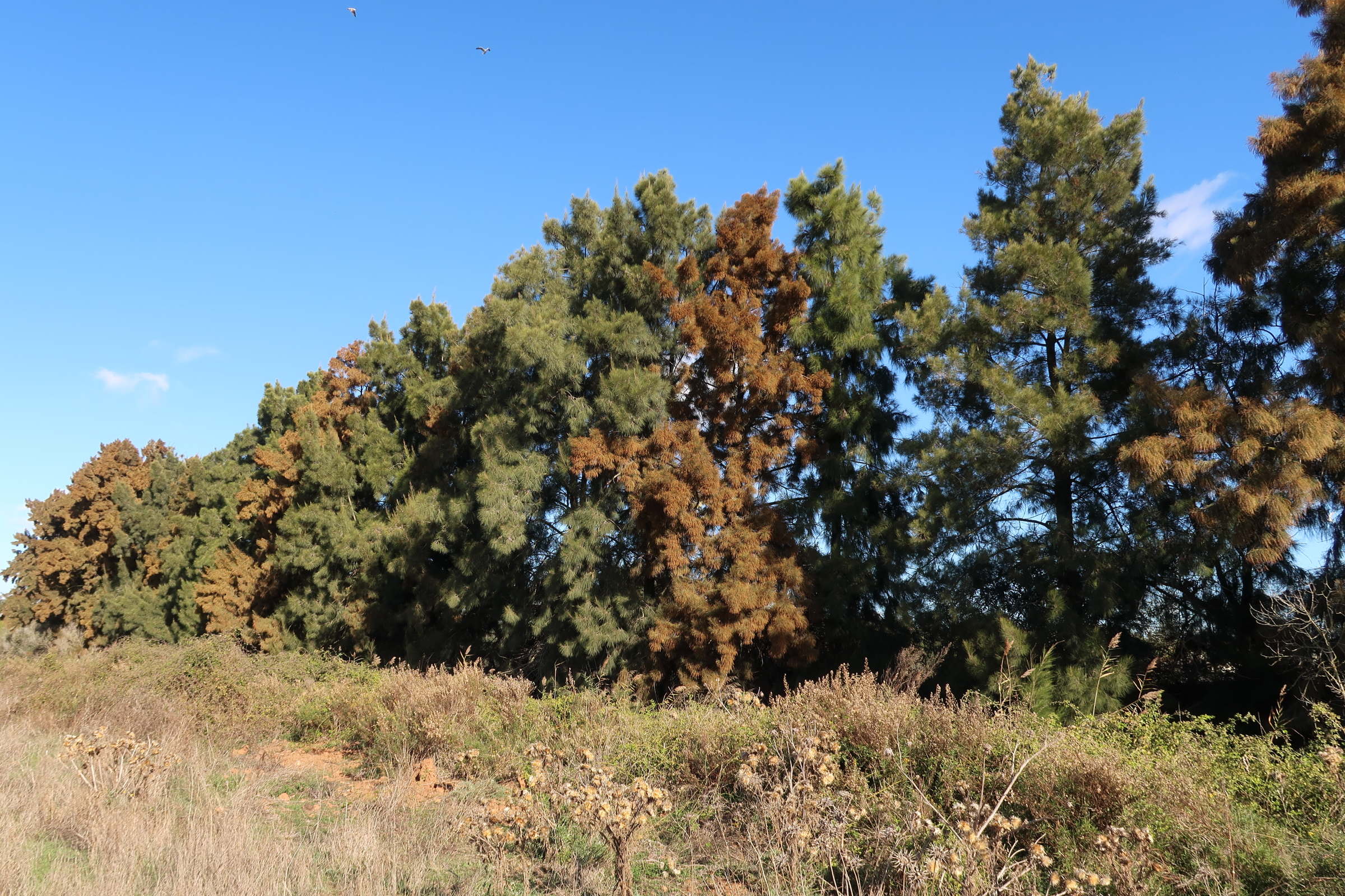 Afficher le média casuarina_cunninghamiana9md casuarina_cunninghamiana9md