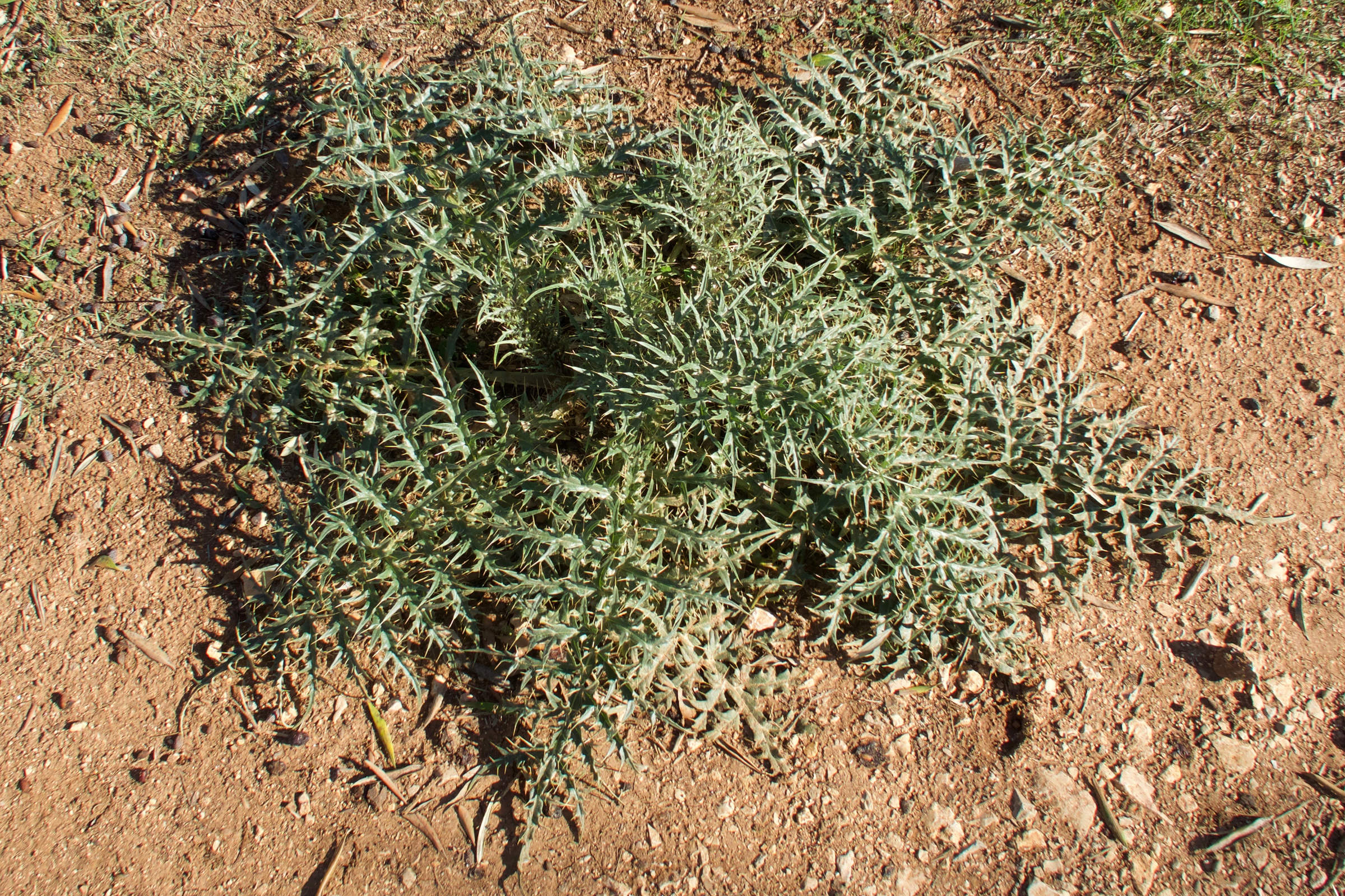cynara_cardunculus9md