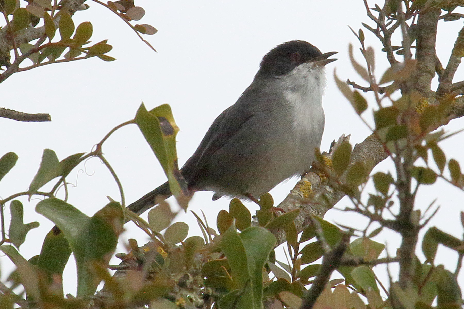 fauvette_melanocephale_-_curruca_melanocephala8md