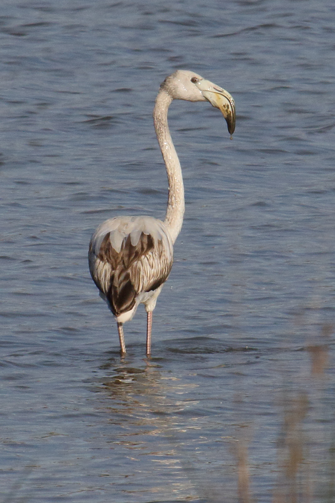 Afficher le média flamant_rose_-_phoenicopterus_roseus9md flamant_rose_-_phoenicopterus_roseus9md