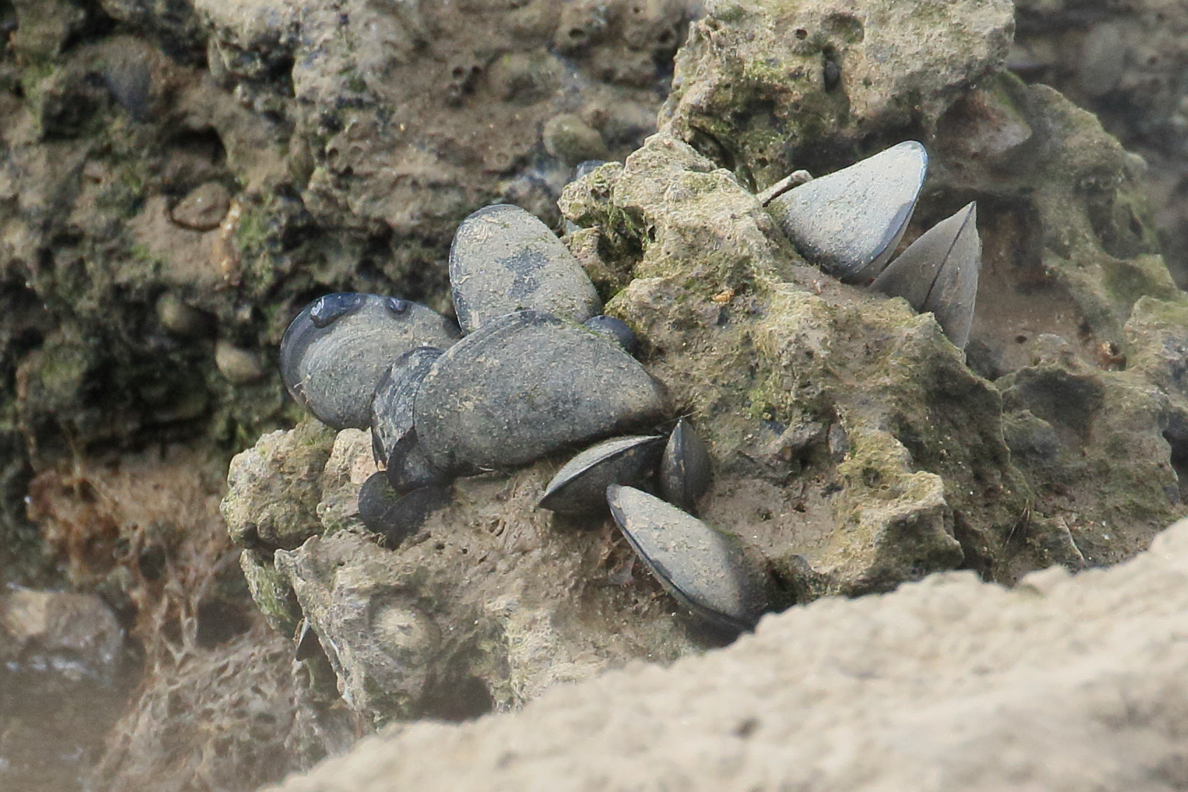 mytilus_galloprovincialis3bd