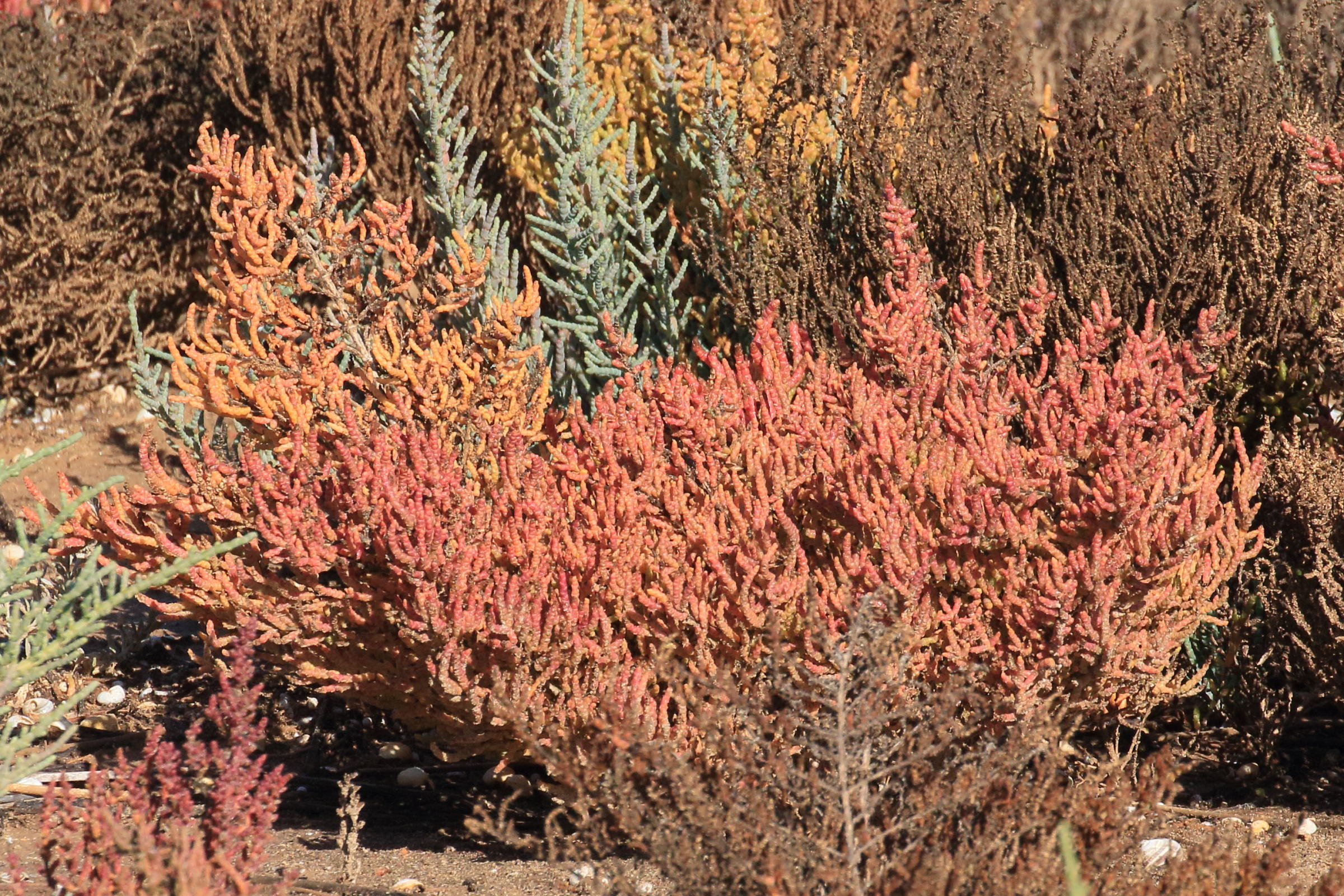 Afficher le média sarcocornia_fruticosa8bd sarcocornia_fruticosa8bd