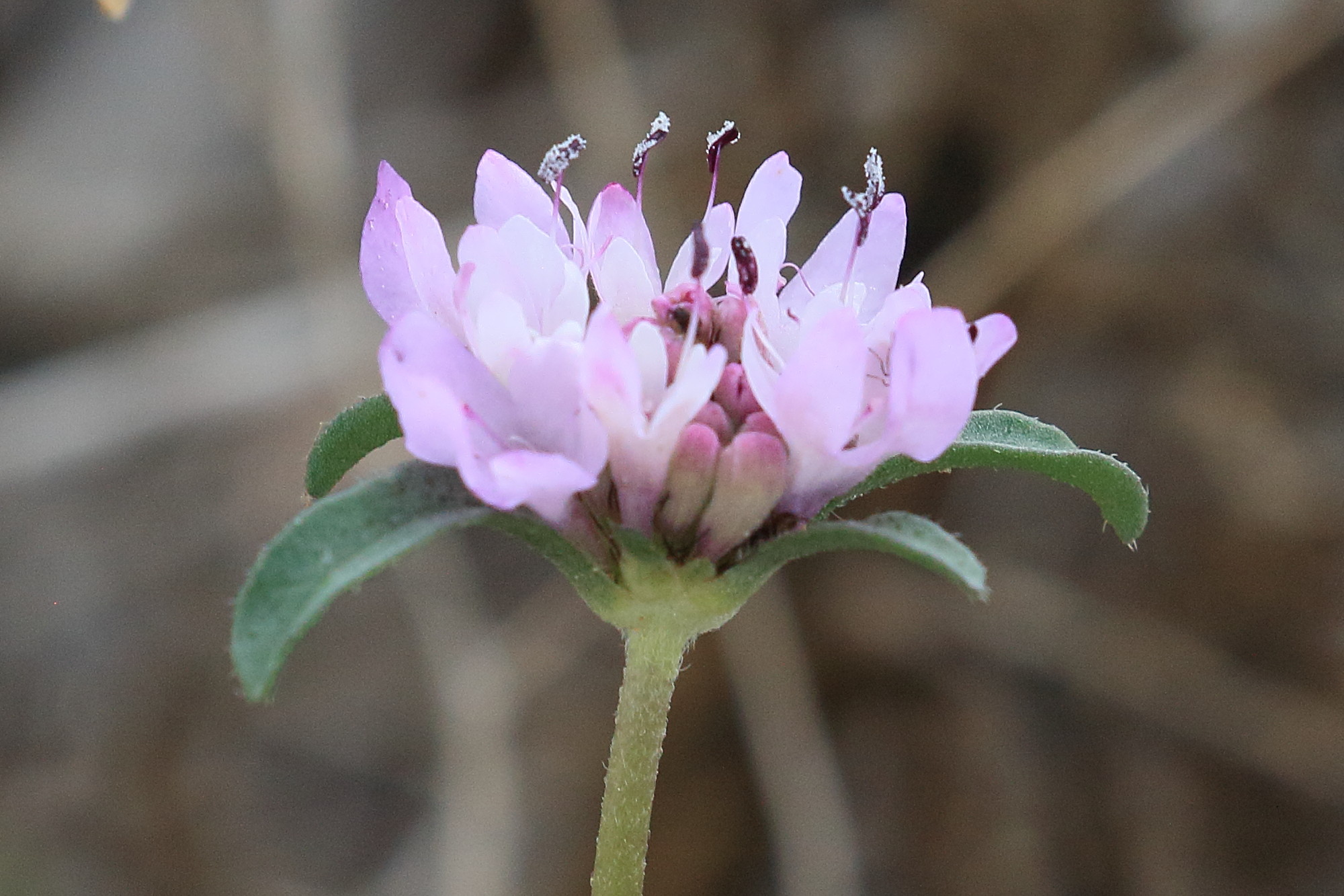 scabiosa_atropurpurea5bd