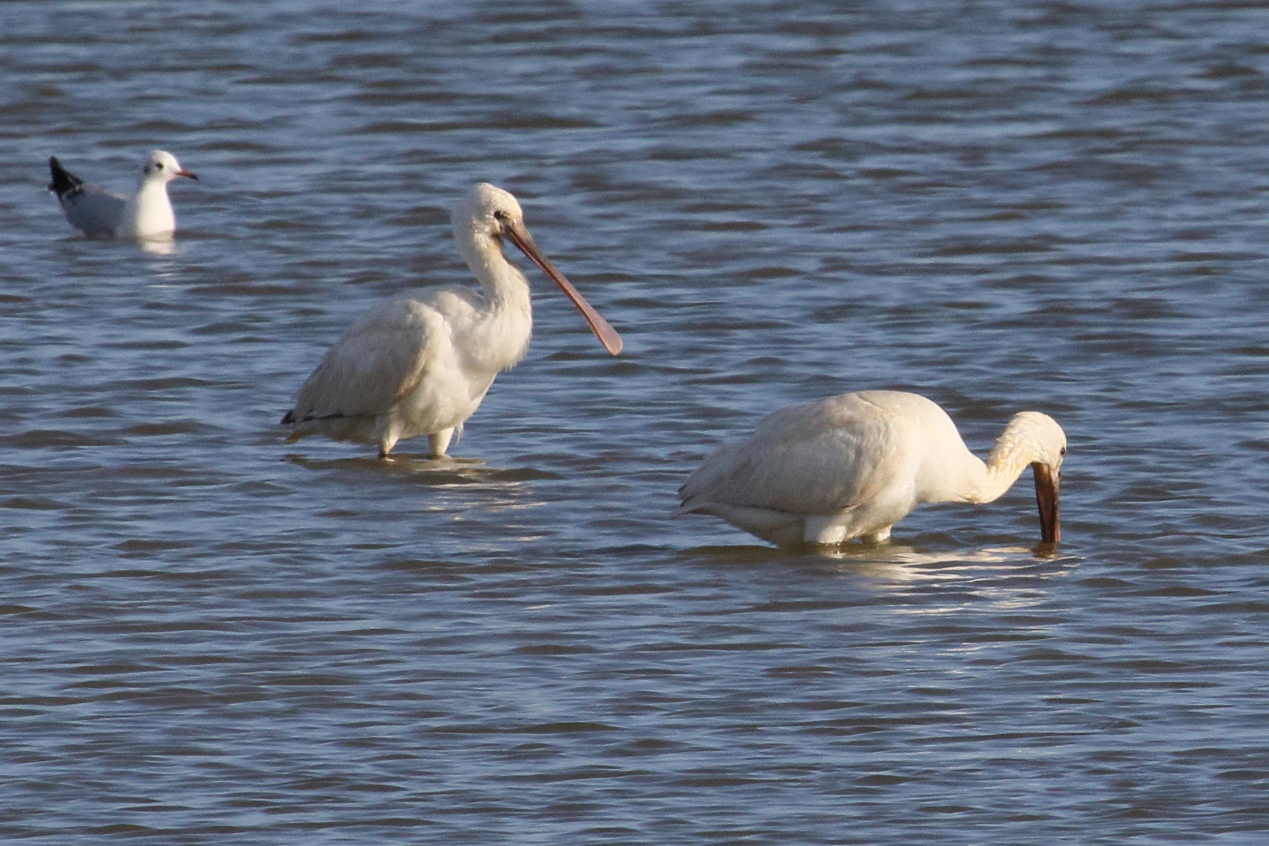 Afficher le média spatule_blanche_-_platalea_leucorofiamd spatule_blanche_-_platalea_leucorofiamd