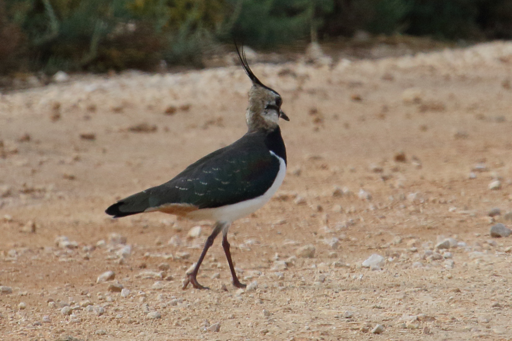 vanneau_huppe_-_vanellus_vanellus7md